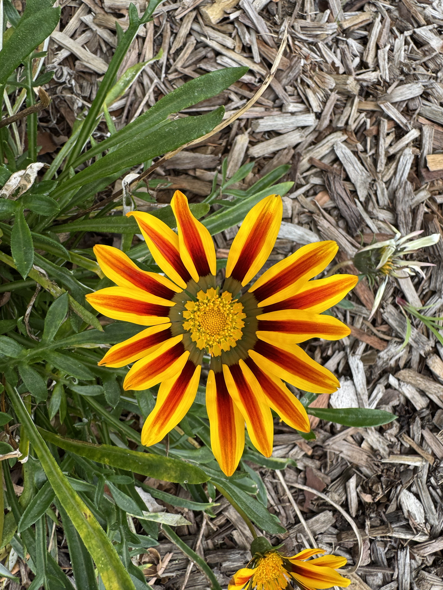 It’s been a week of smells and colour