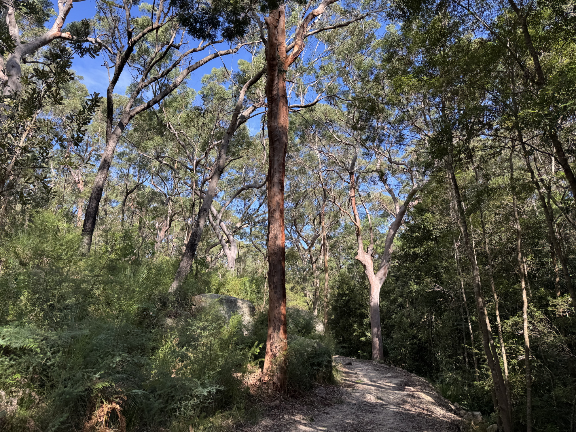 A bush walk through Lane Cove National Park