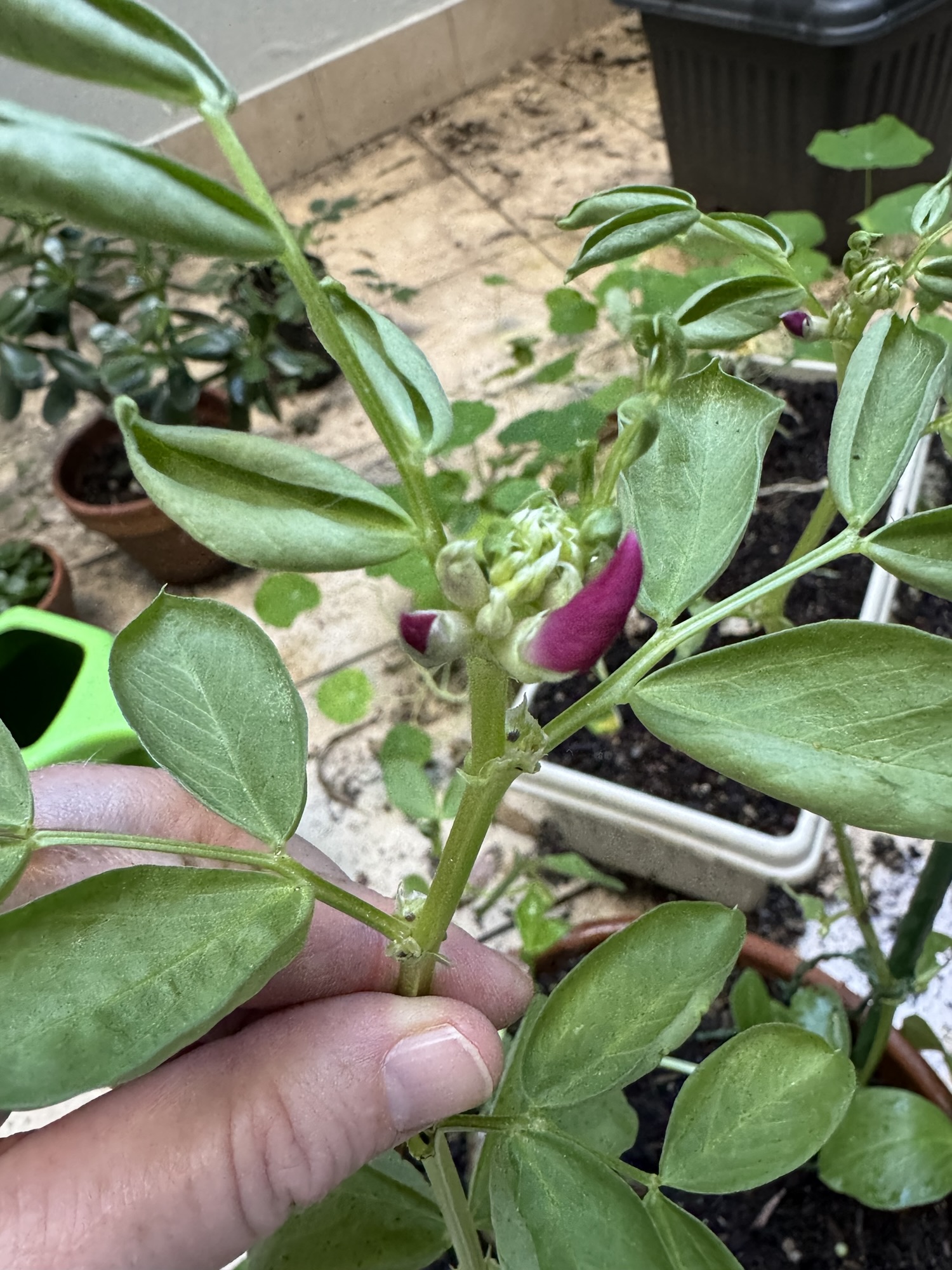 Gardening over Easter weekend