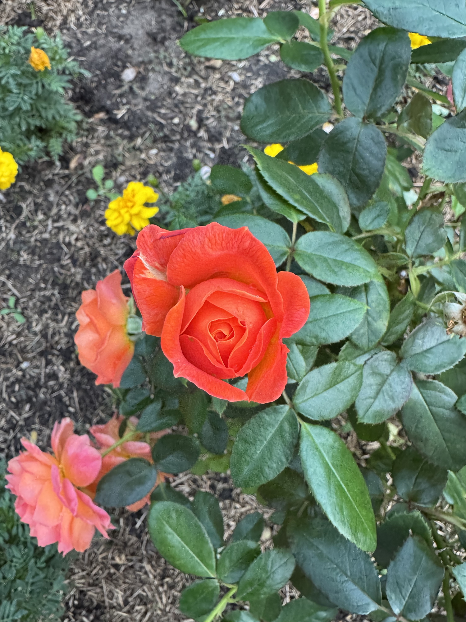 Colour on a rainy day