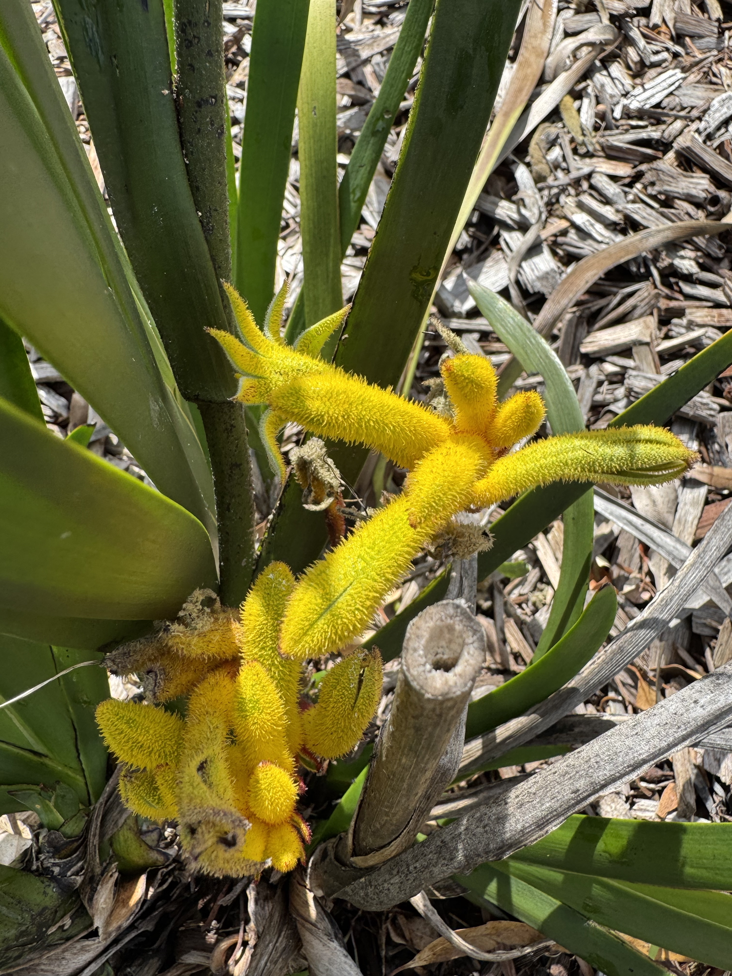 Rainbows and flowers