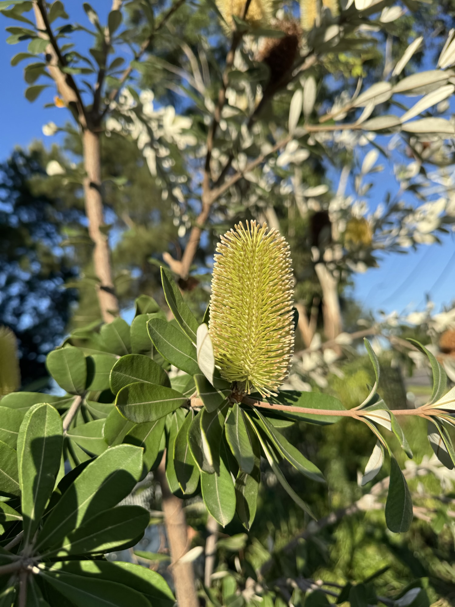 Not bad but…a little imagination would help!