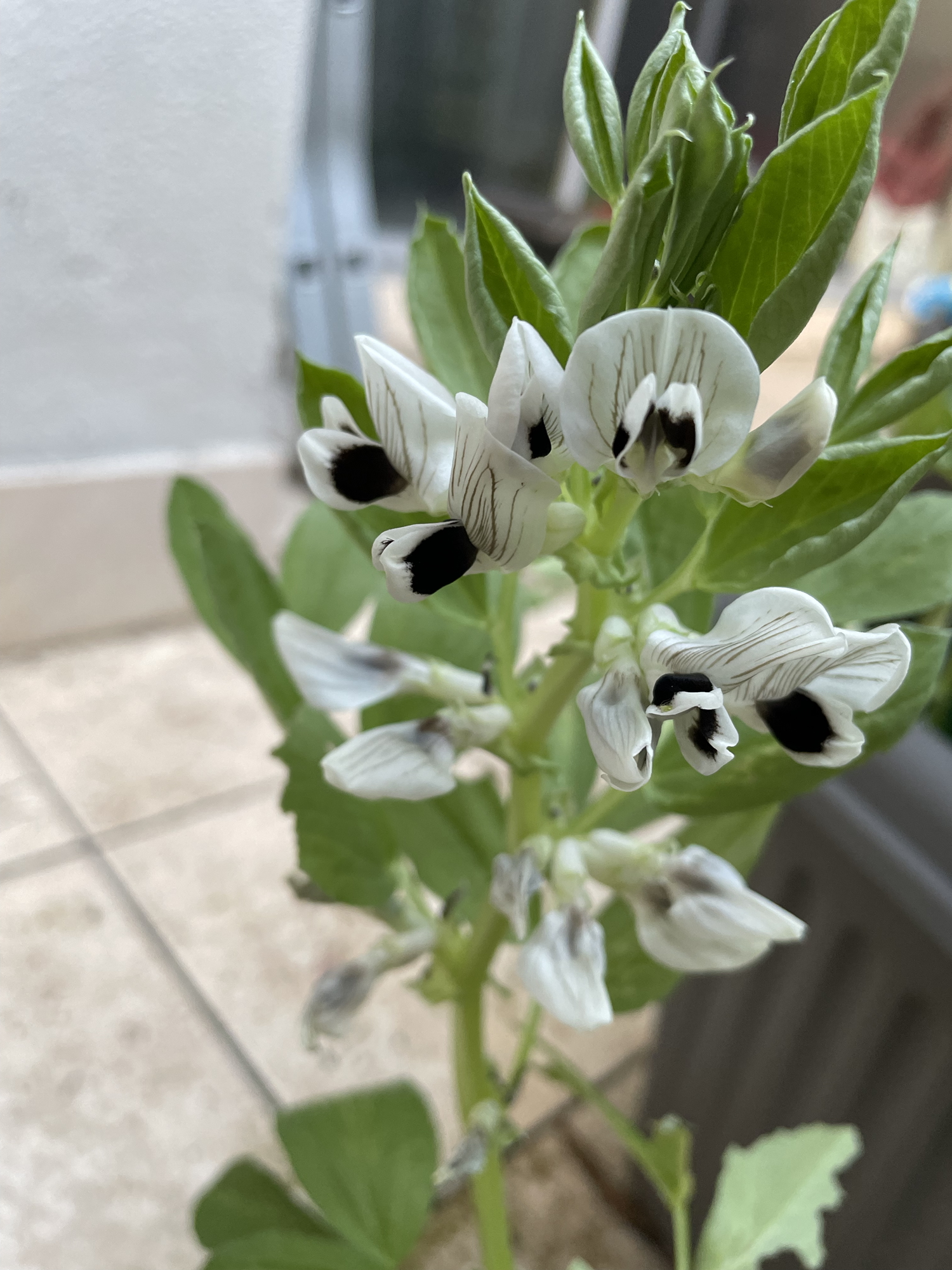 Rain, possums and broad beans