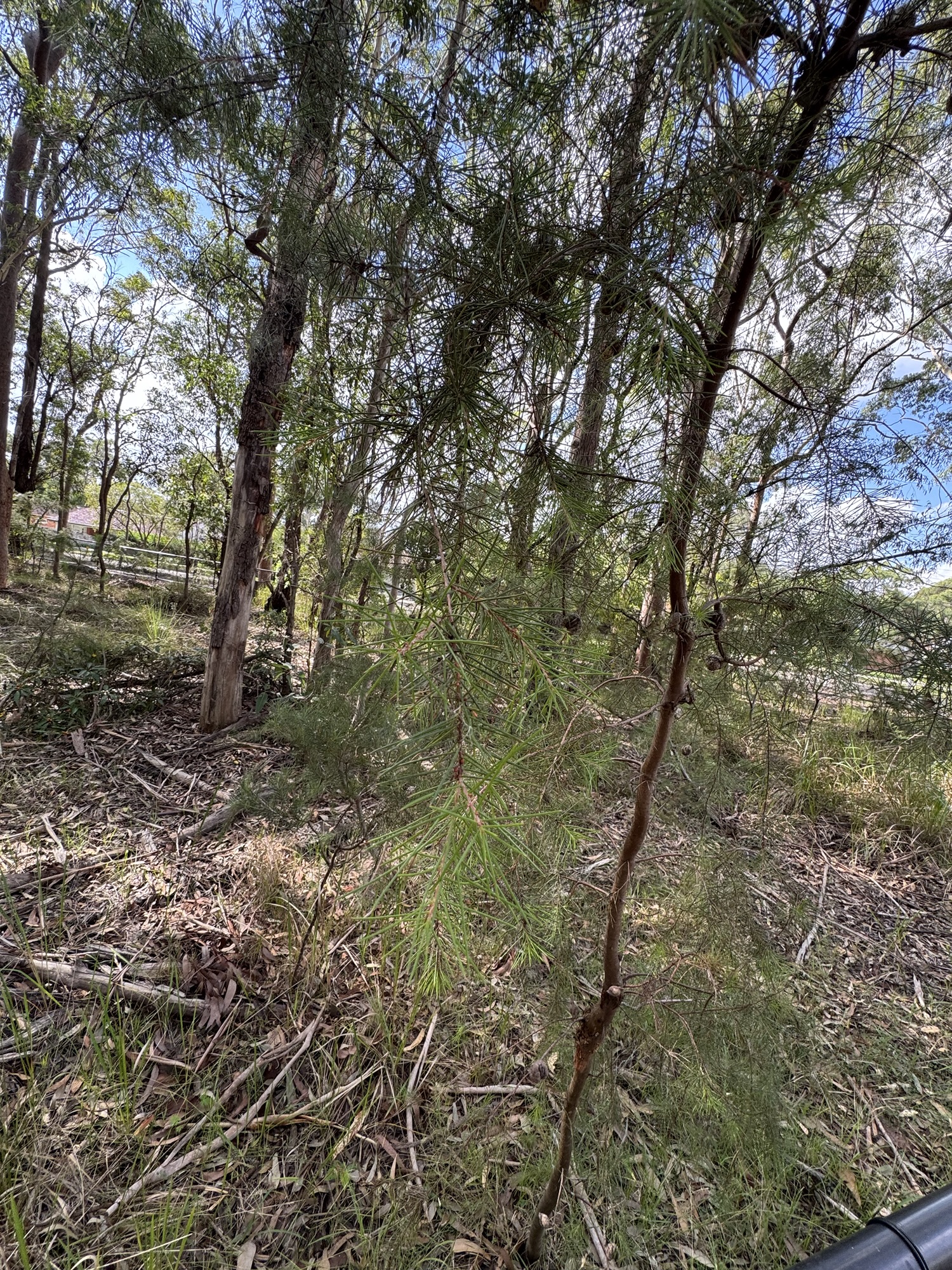 Sir David Martin Reserve-more information found
