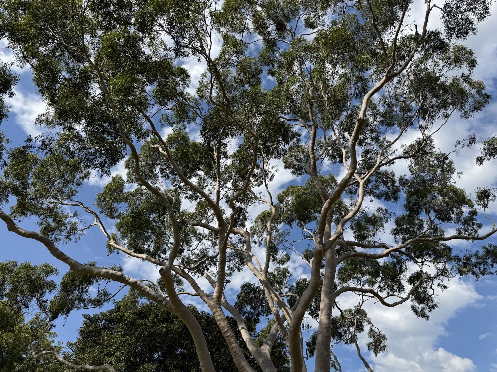 Lemon-scented gum-Corymbia citriodora