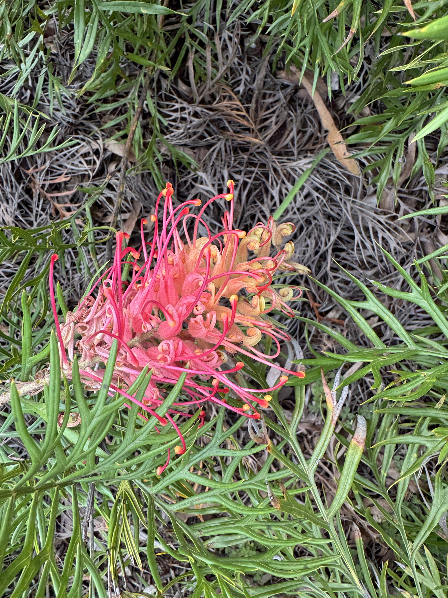 Long-term plans for my garden