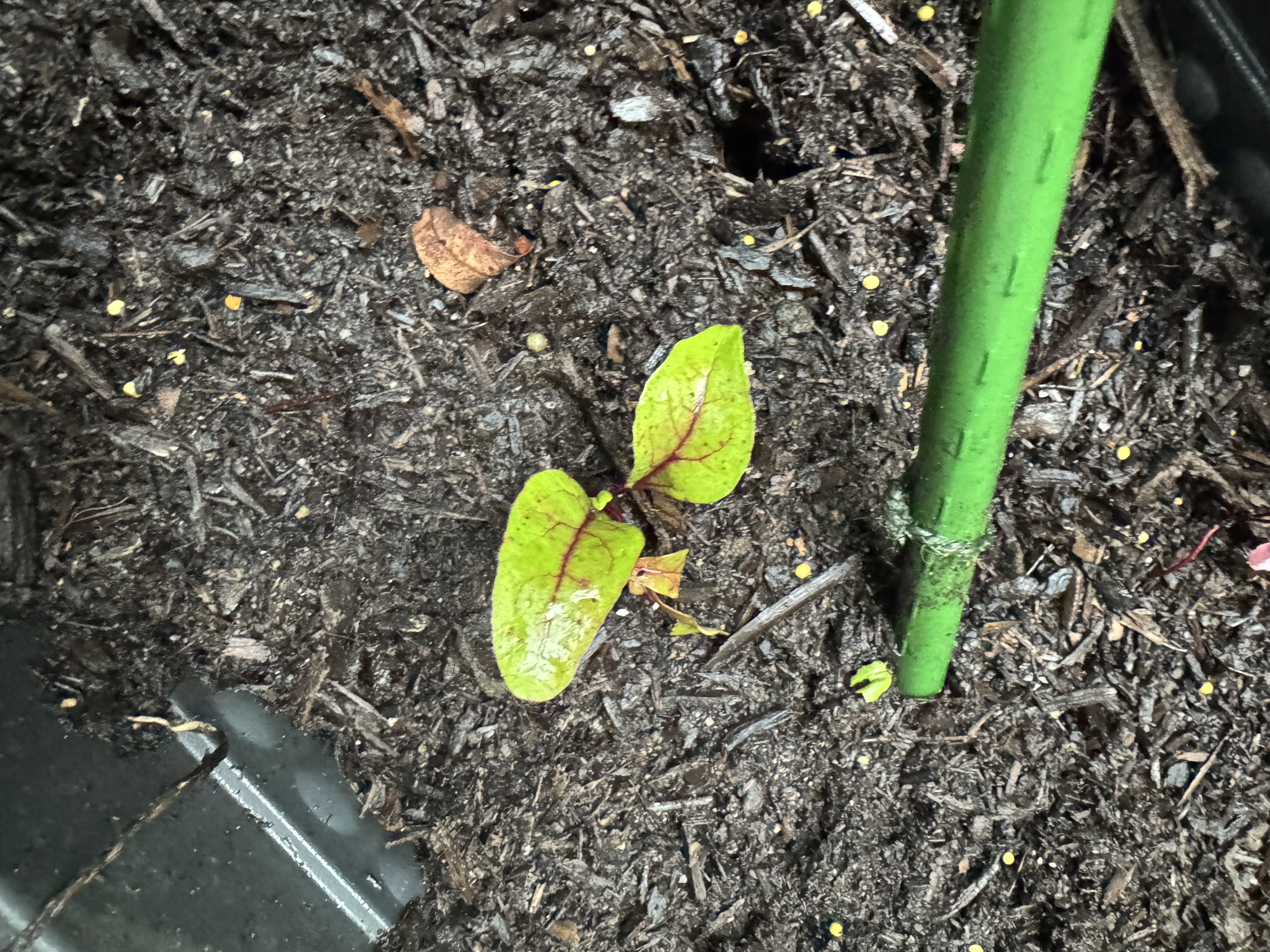A tidy up and potting up