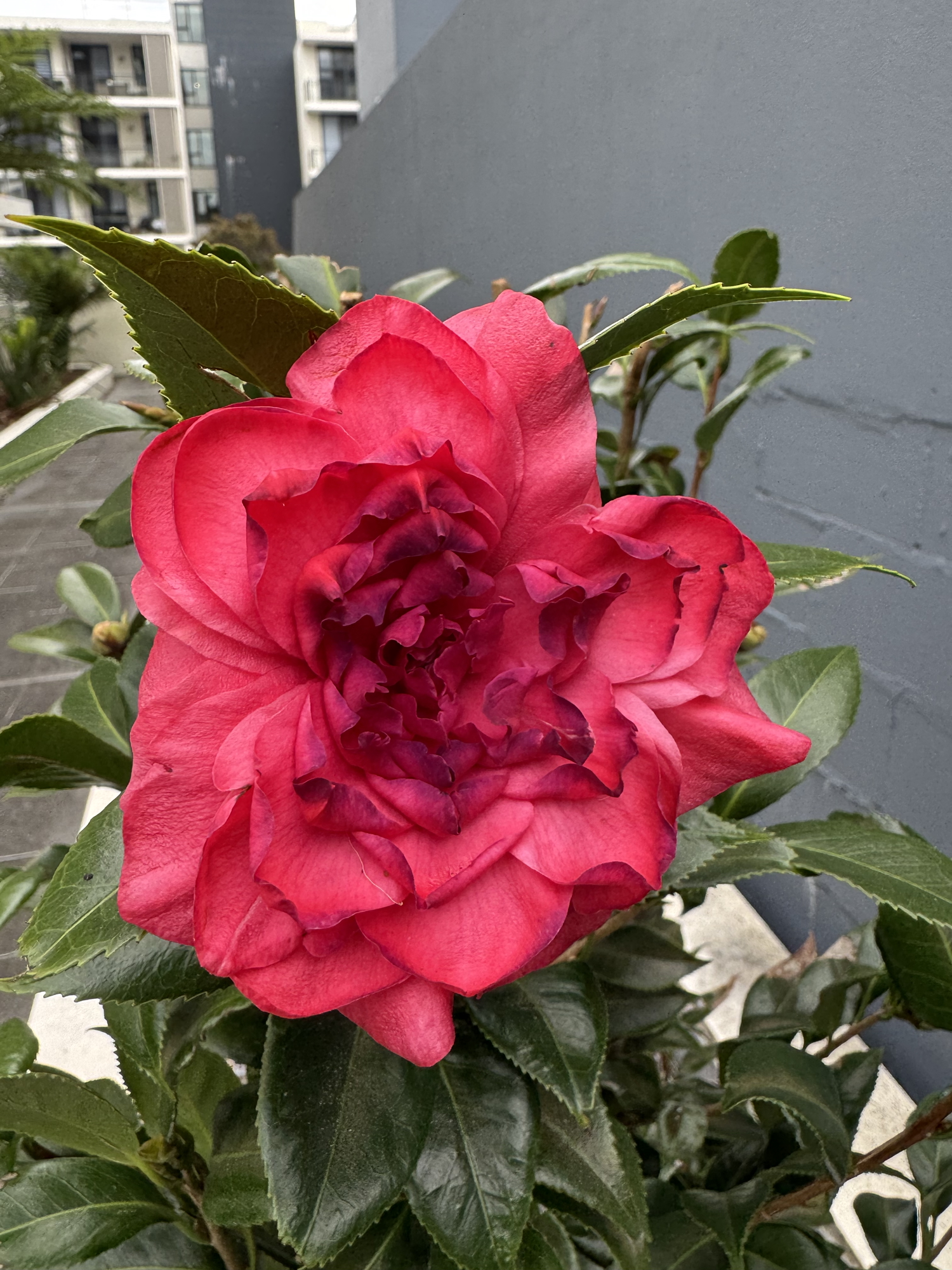 Camellia and hydrangea issues