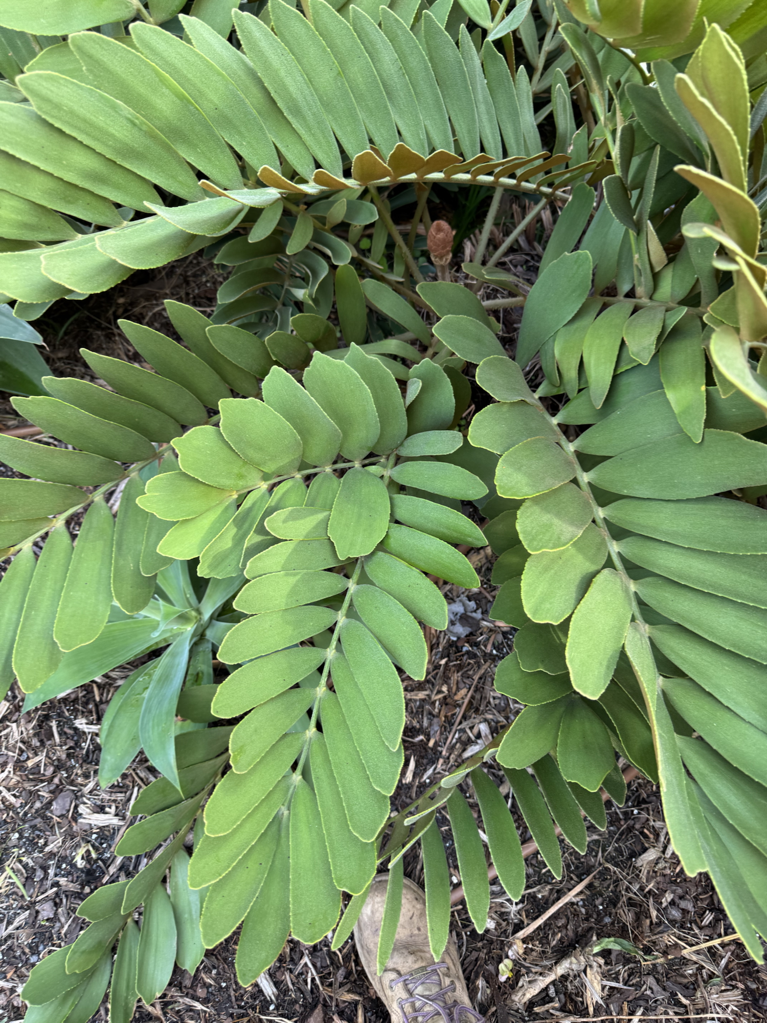 The cardboard plant-Zamia furfuracea