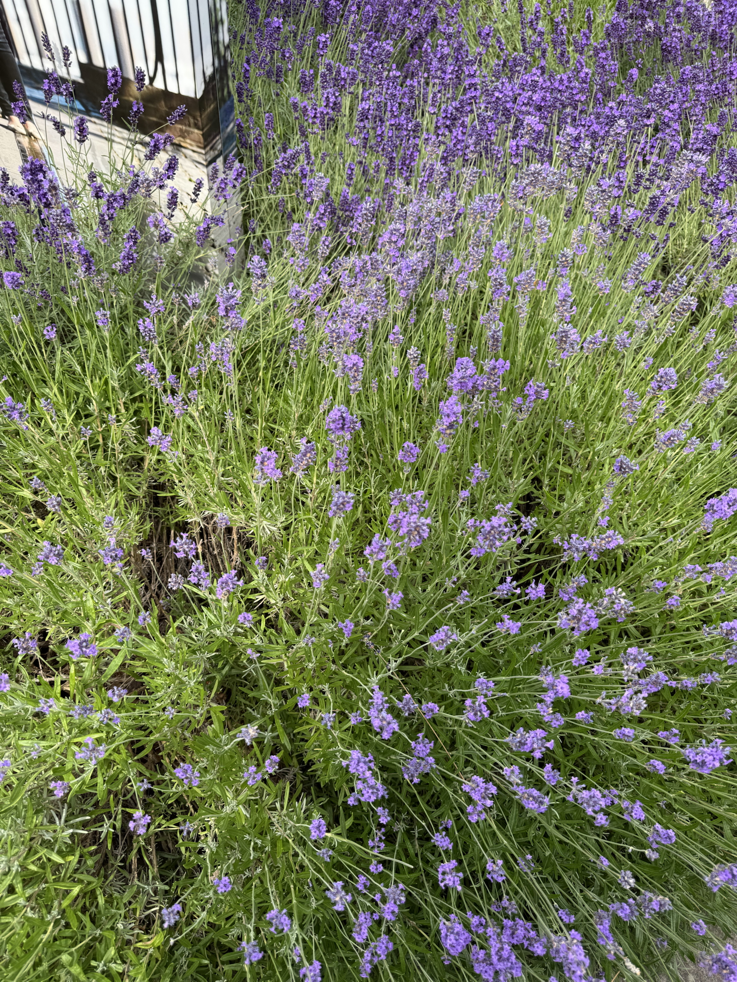 Flower Friday -June 2025