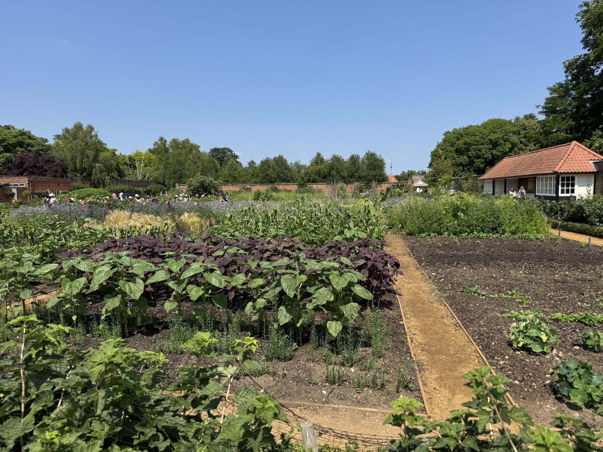 Hampton Court Palace kitchen garden