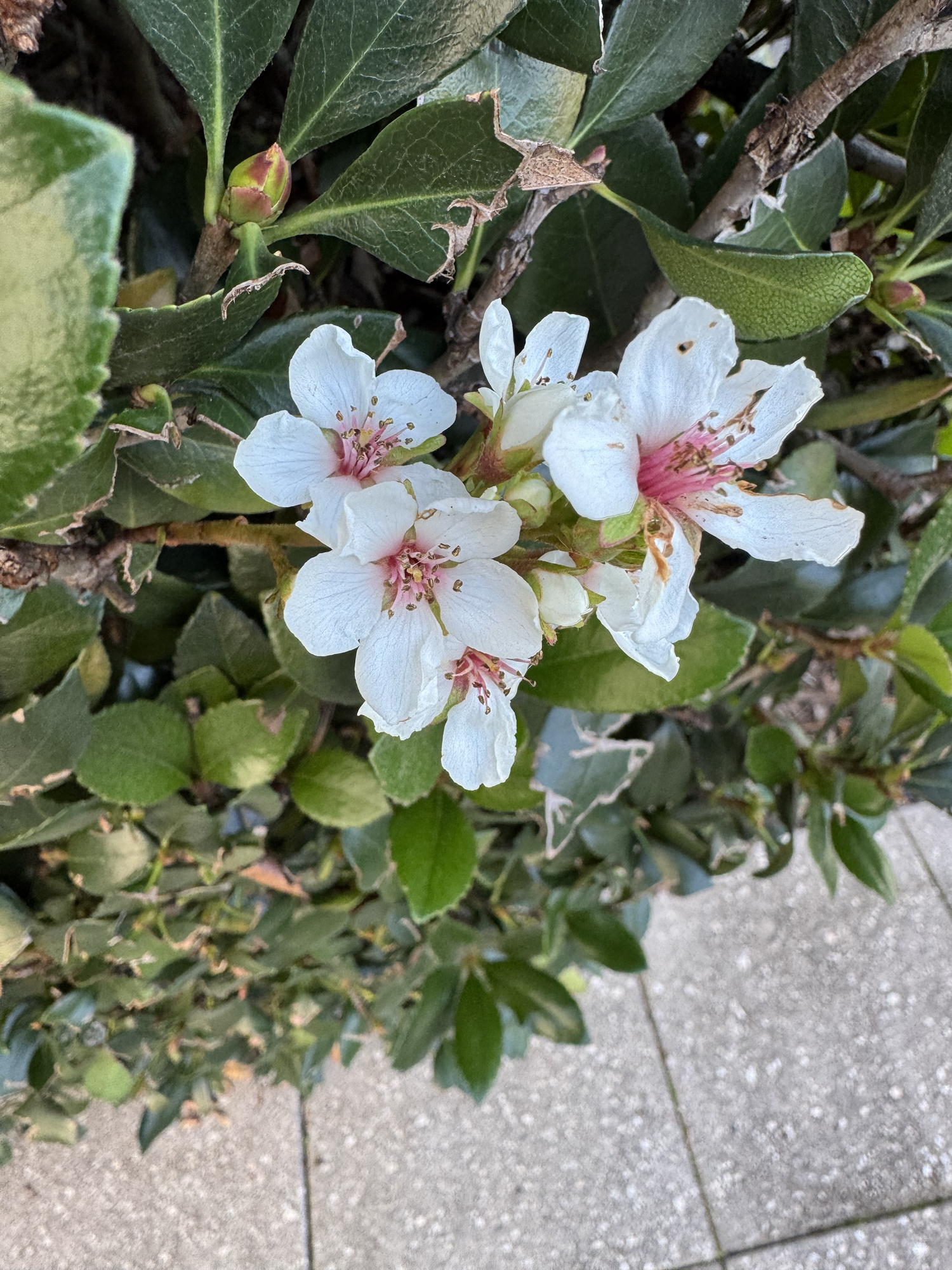 Garden jobs over winter