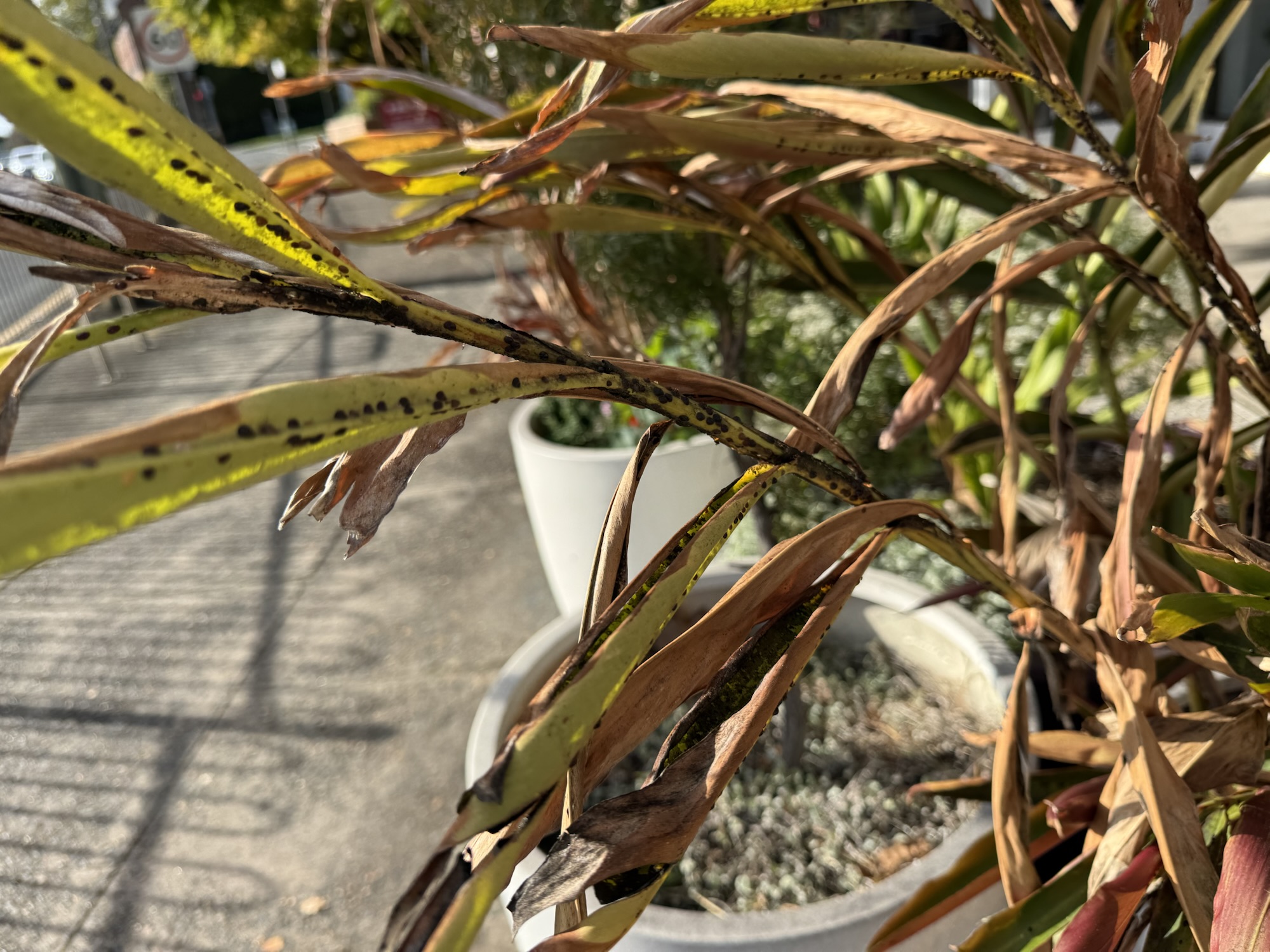 Plant choices and maintenance