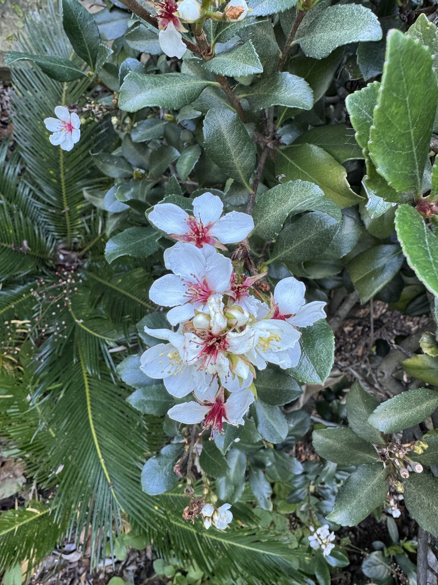 Flower Friday-25/07/25