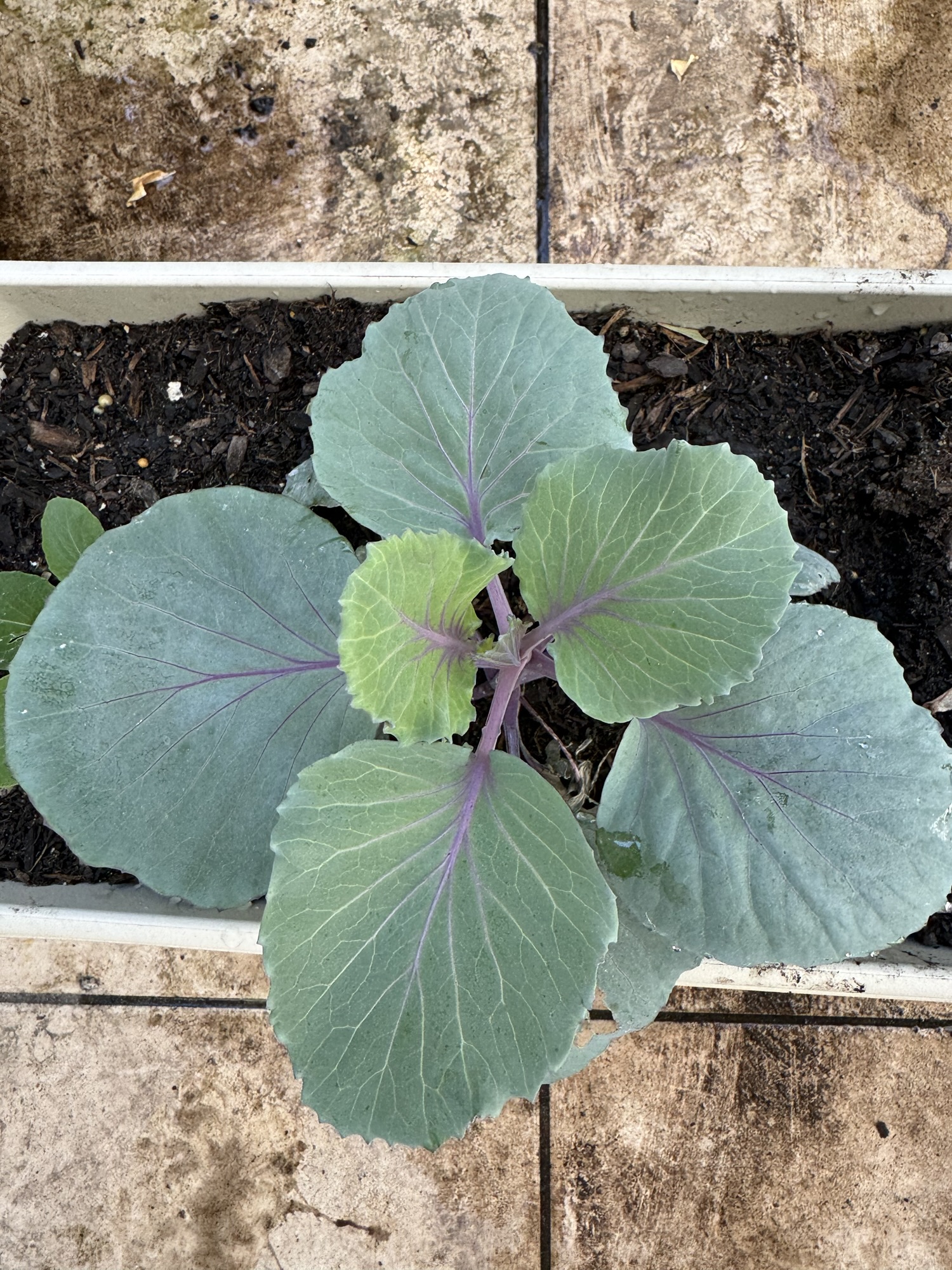 My lack of winter gardening and plans going forward