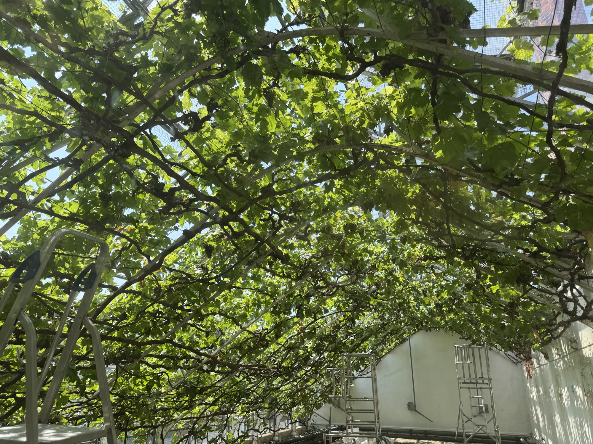 The Great Vine of Hampton Court Palace