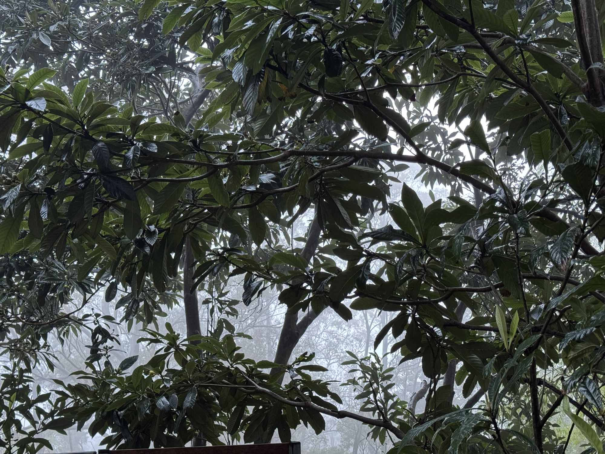 In my garden-10/08/25