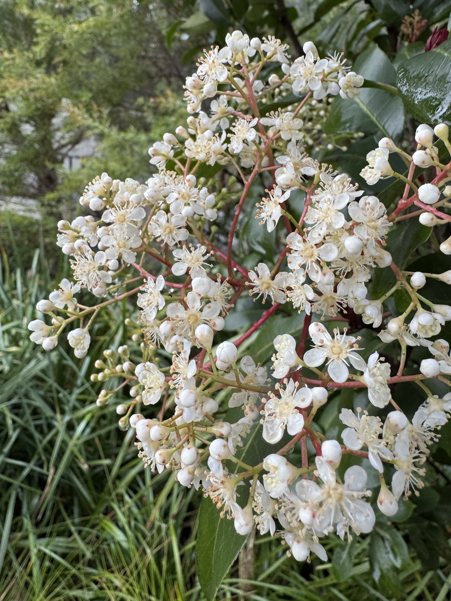 Flower Friday-15/08/25