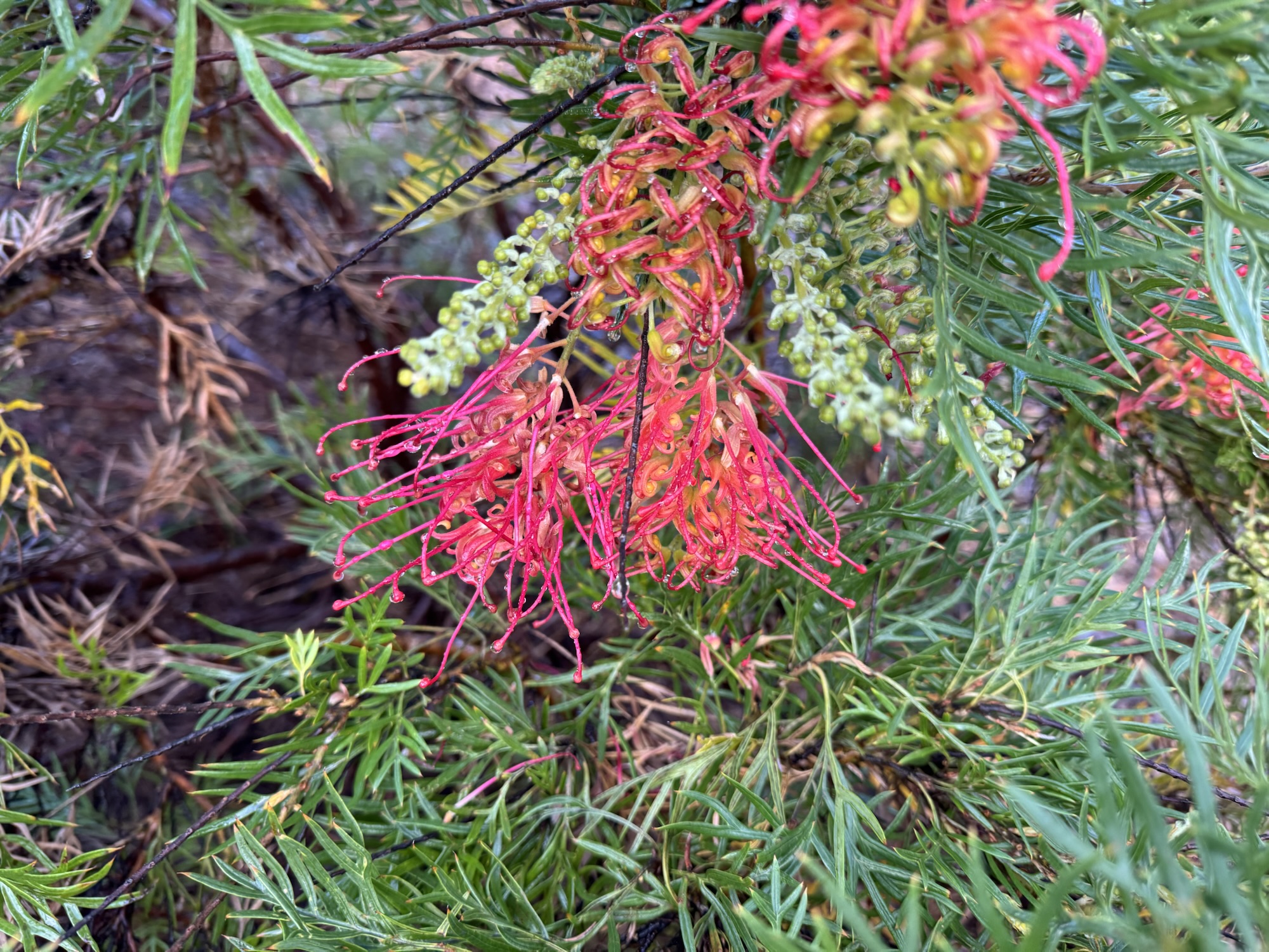 Flower Friday-22/08/2025