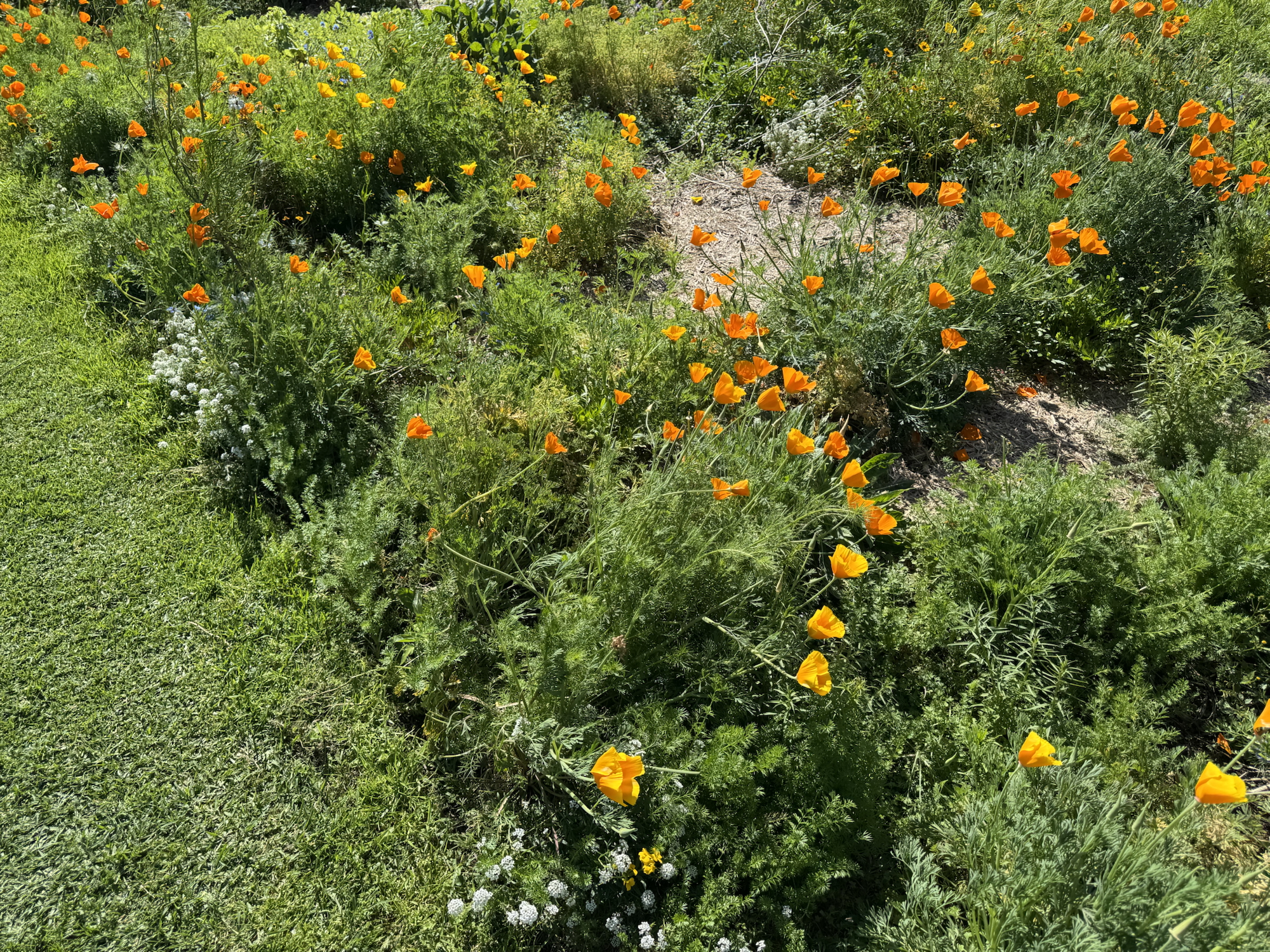 Flower Friday-29/08/25