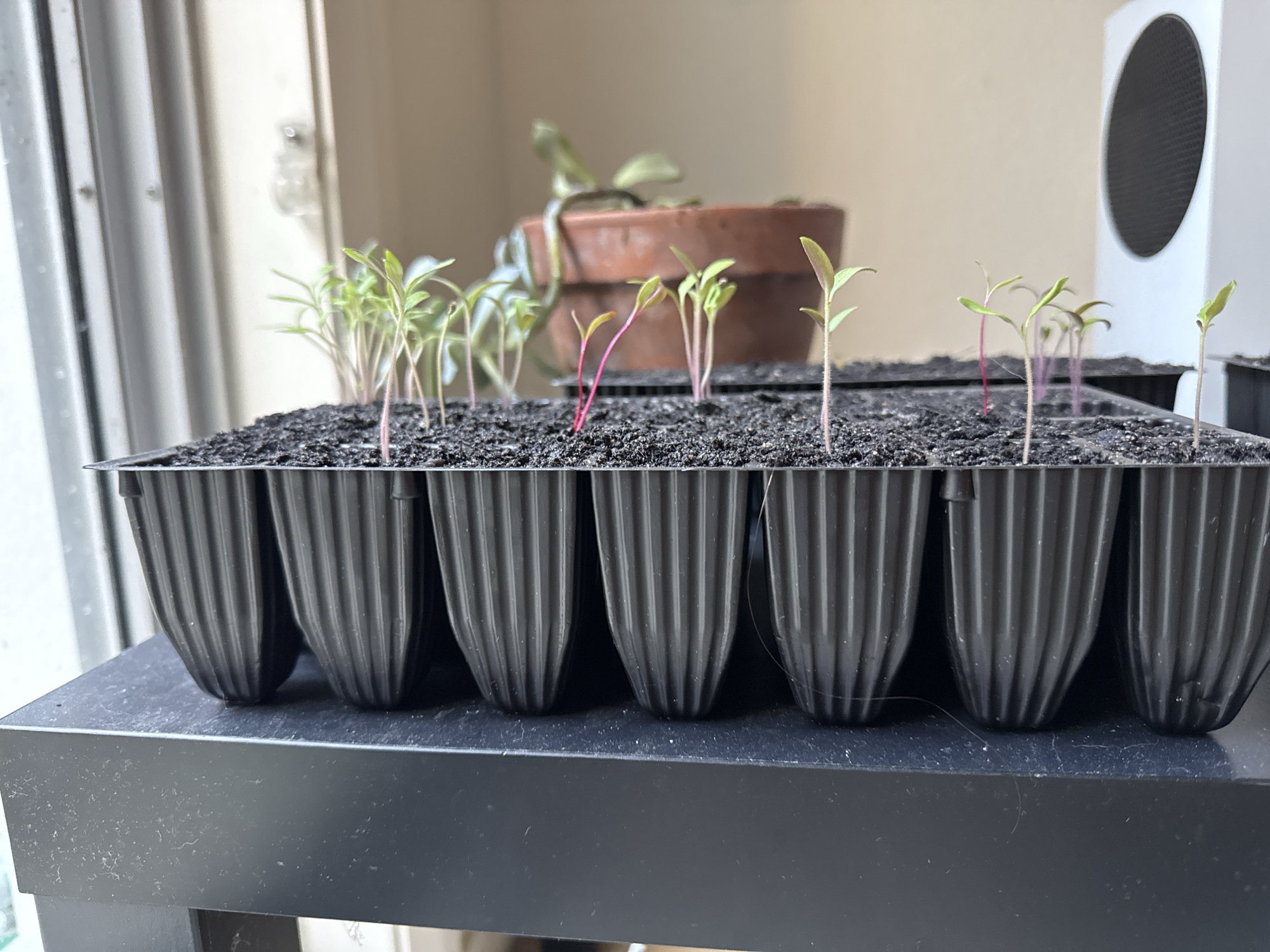 My gardening weekend