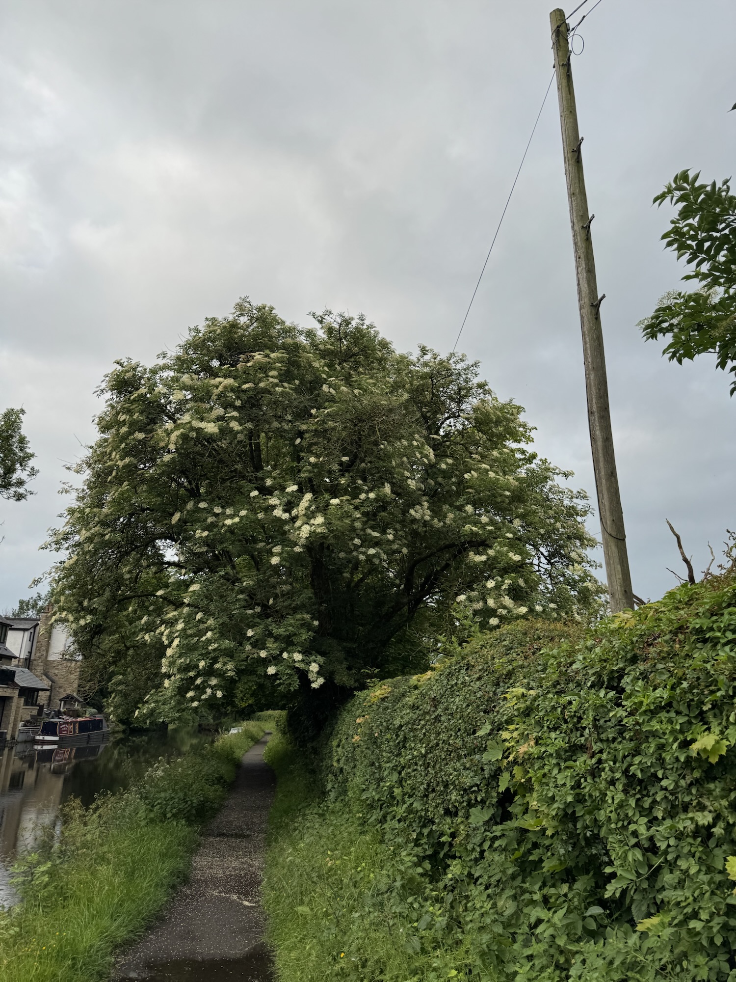 Black elder-Sambucus nigra
