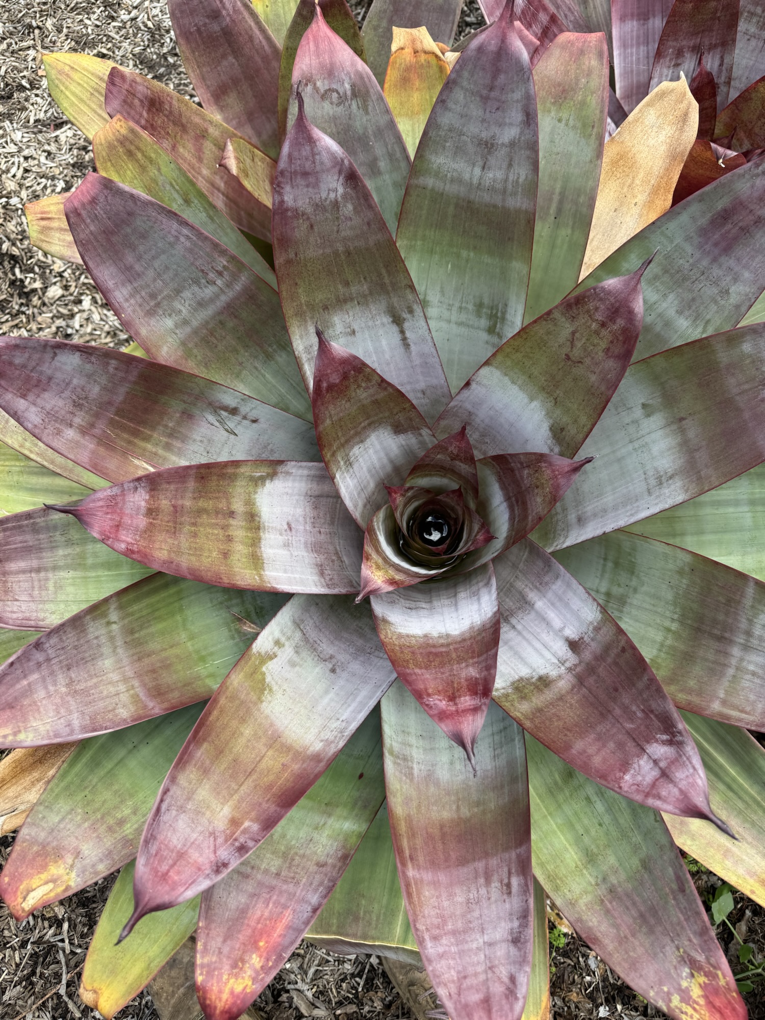 Imperial bromeliad-Alcanterea imperialis