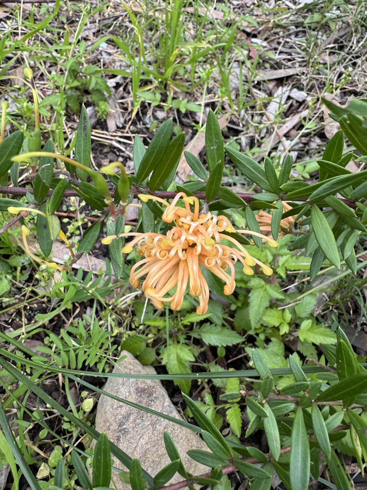 Latin names-why they are relevant in today’s world