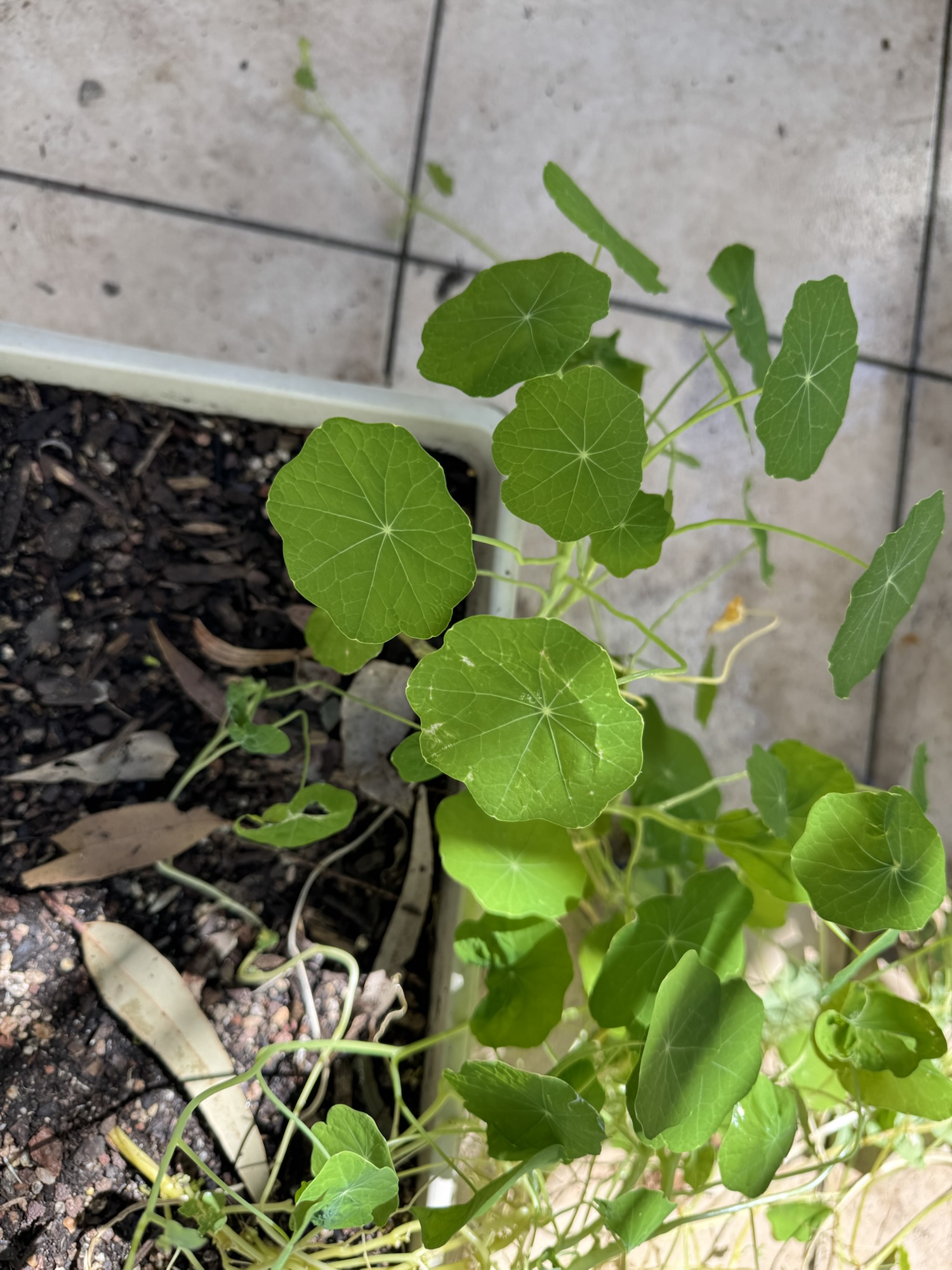 Gardening in the first weekend of spring