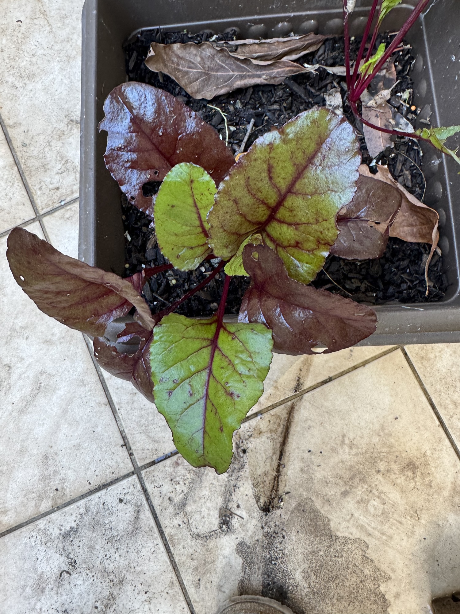 A busy gardening weekend-14th September 2025