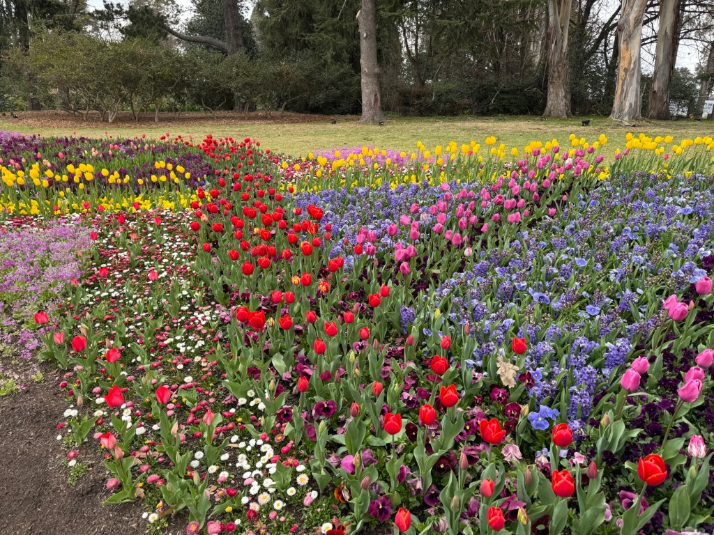 My visit to the Floriade Spring Festival in Canberra - The Flat Cap ...