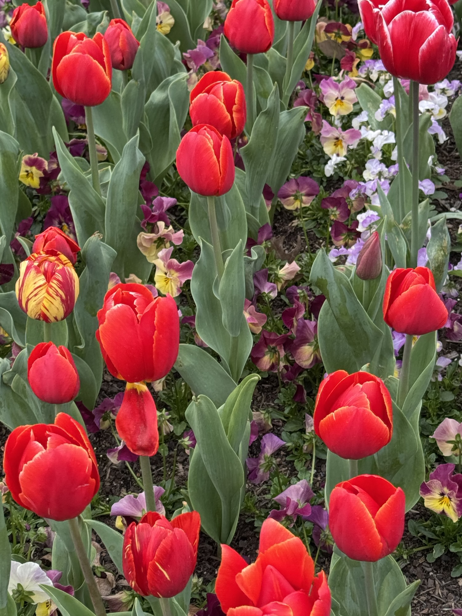 My visit to the Floriade Spring Festival in Canberra