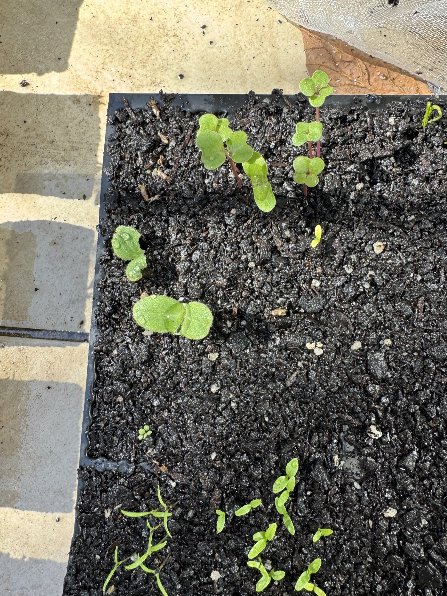 Only a little gardening this weekend