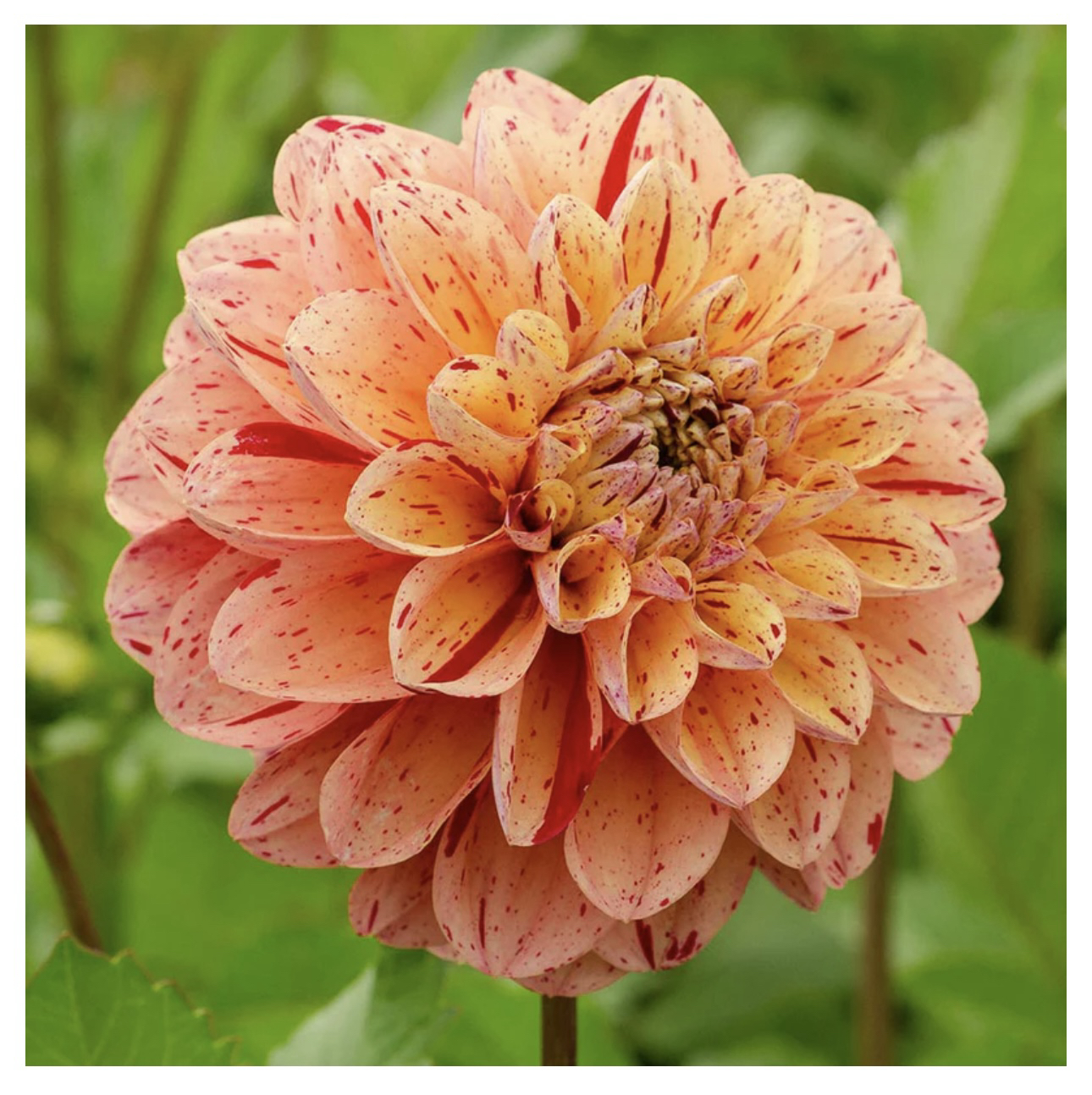 September seed shopping