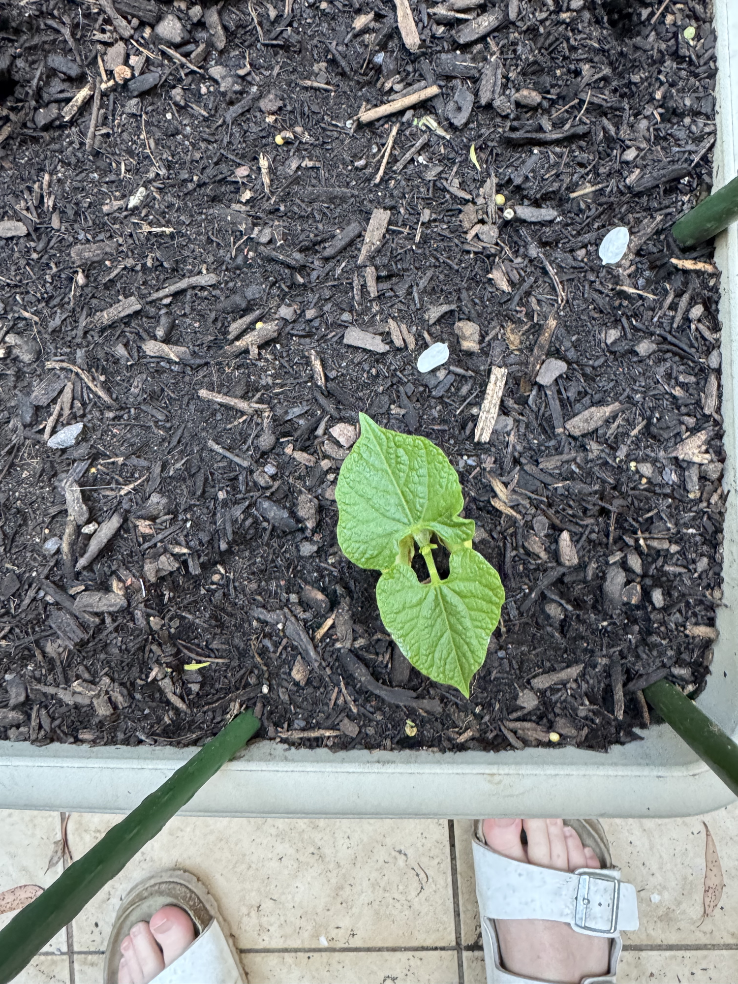 Mid-week walk around my garden