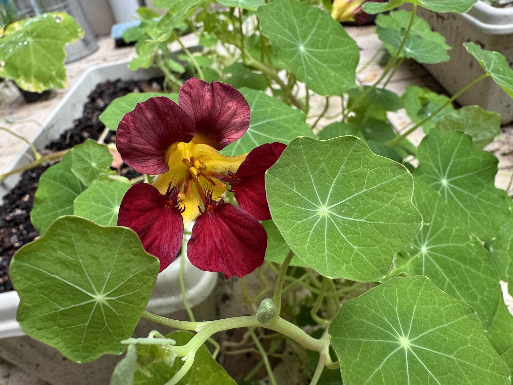 Tubers, seeds and flowers in my garden this weekend