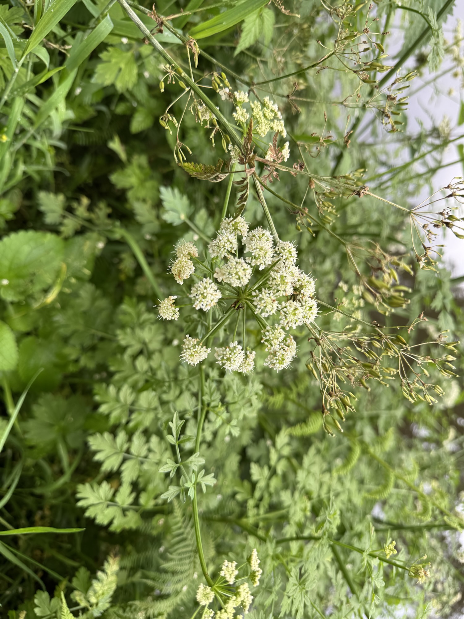Hemlock water-dropwort-Oenanthe crocata