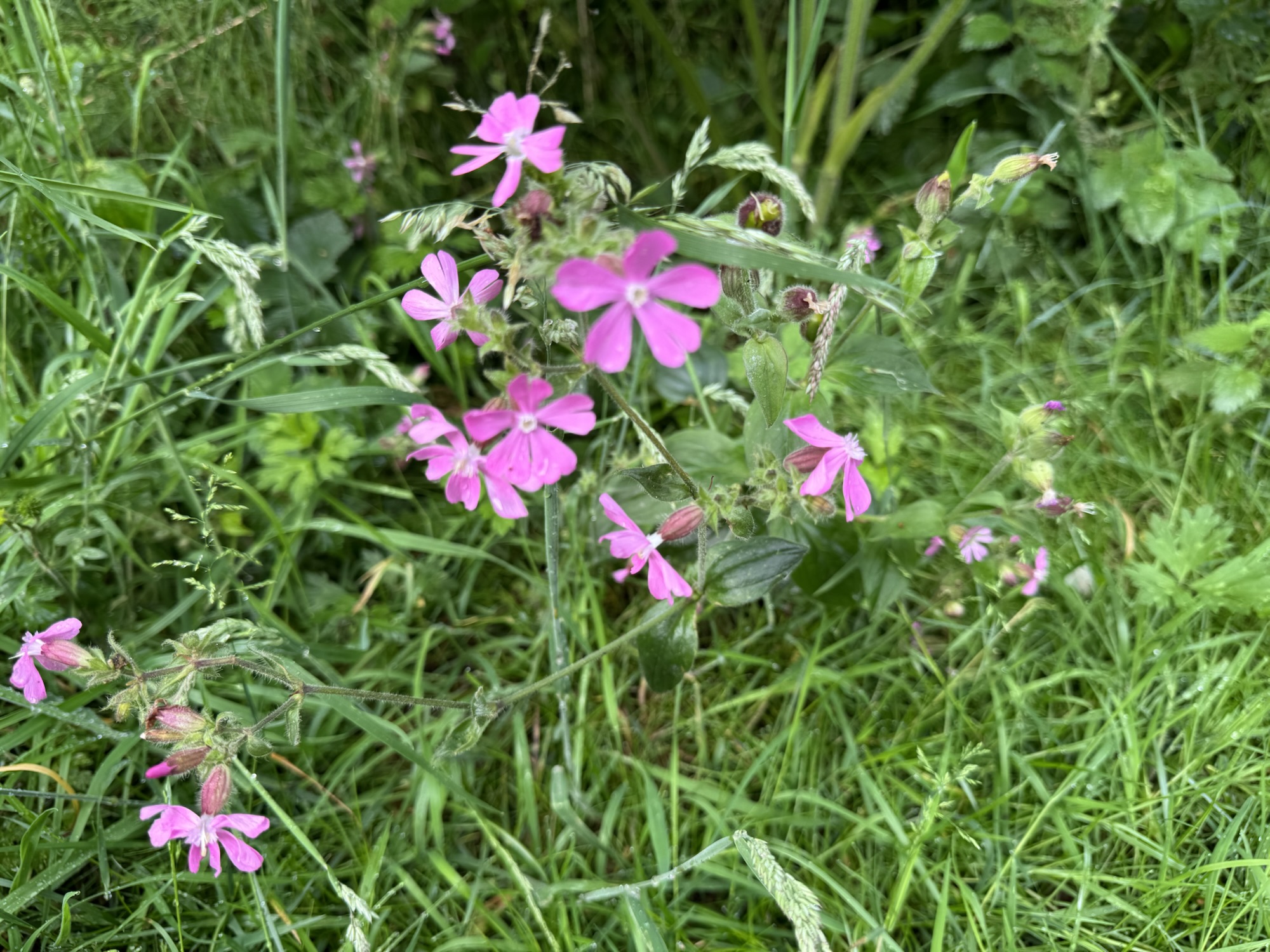 Red catchfly-Silene dioeca