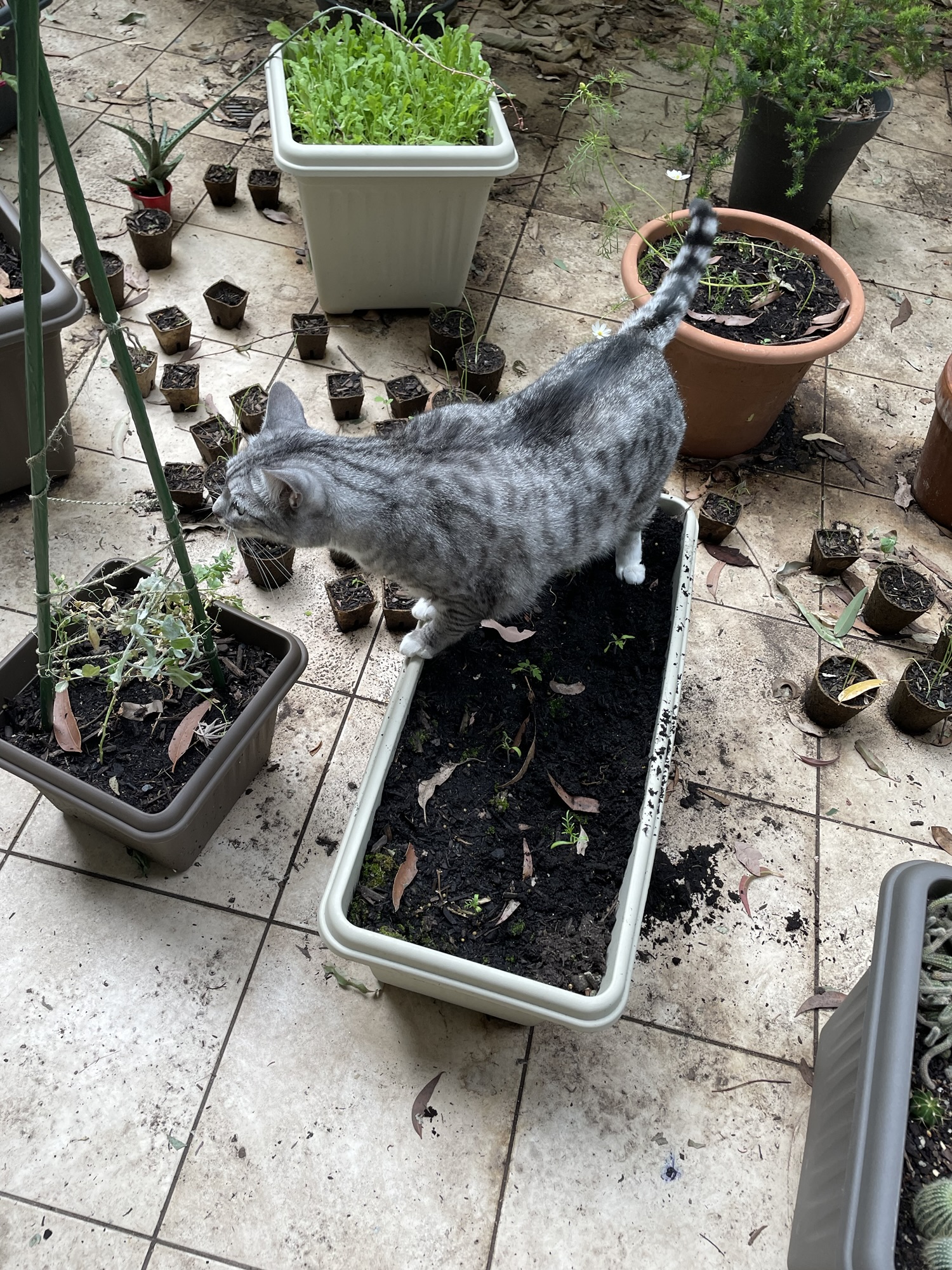 A little helper…or maybe not!