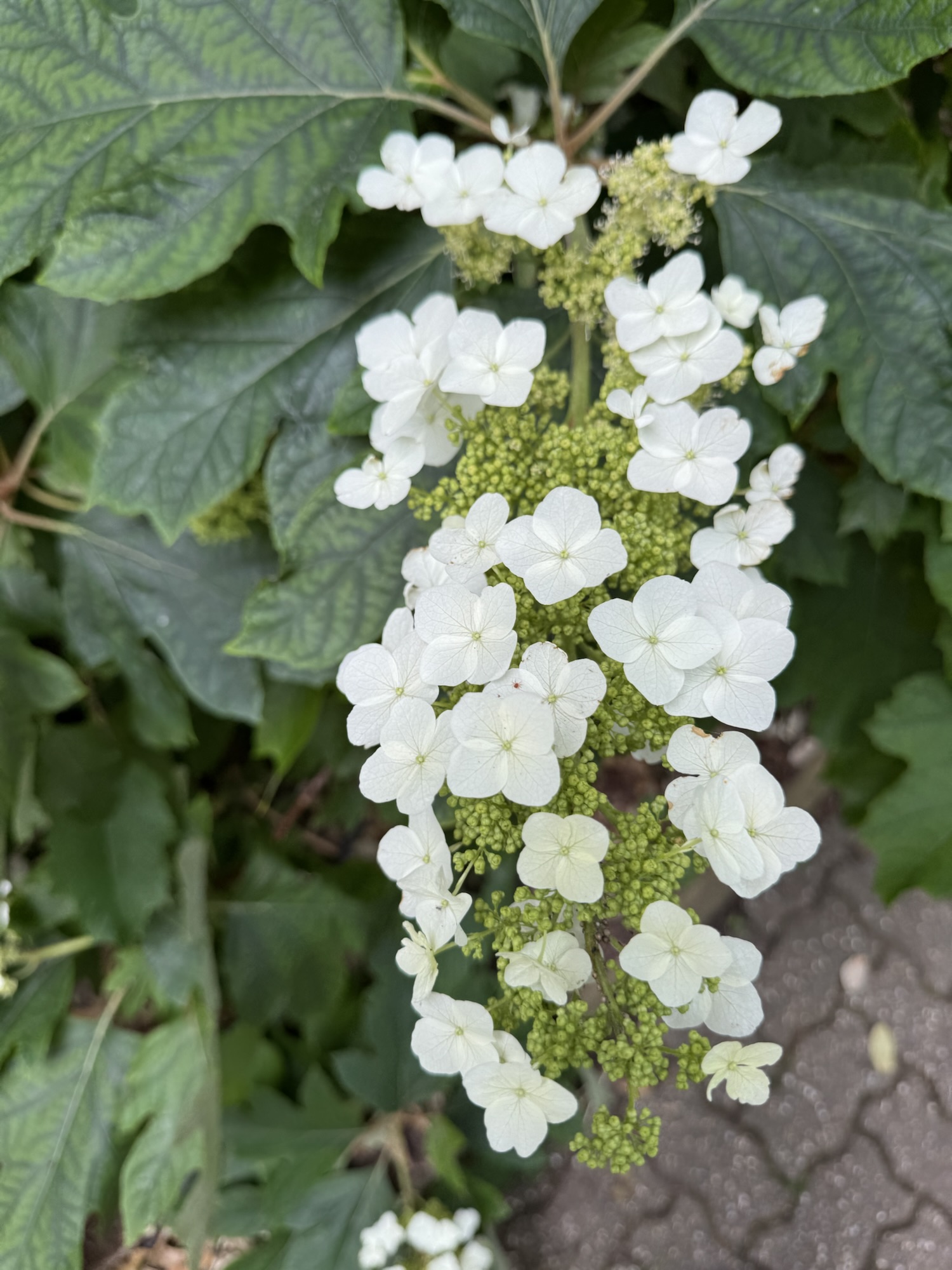 Oak-leaf hydrangea-Hydrangea quercifolia