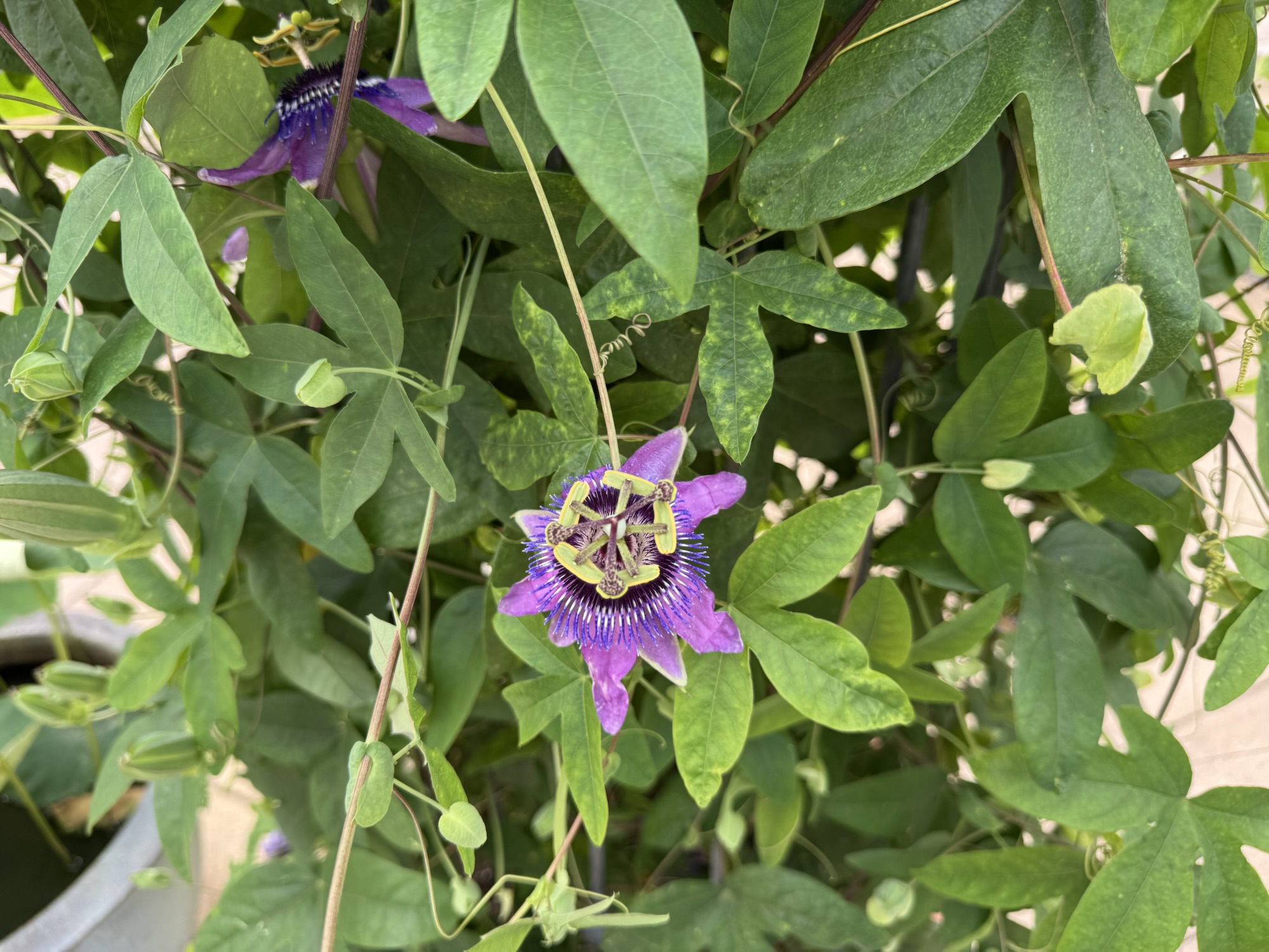 Passiflora ‘Connor Cailean’
