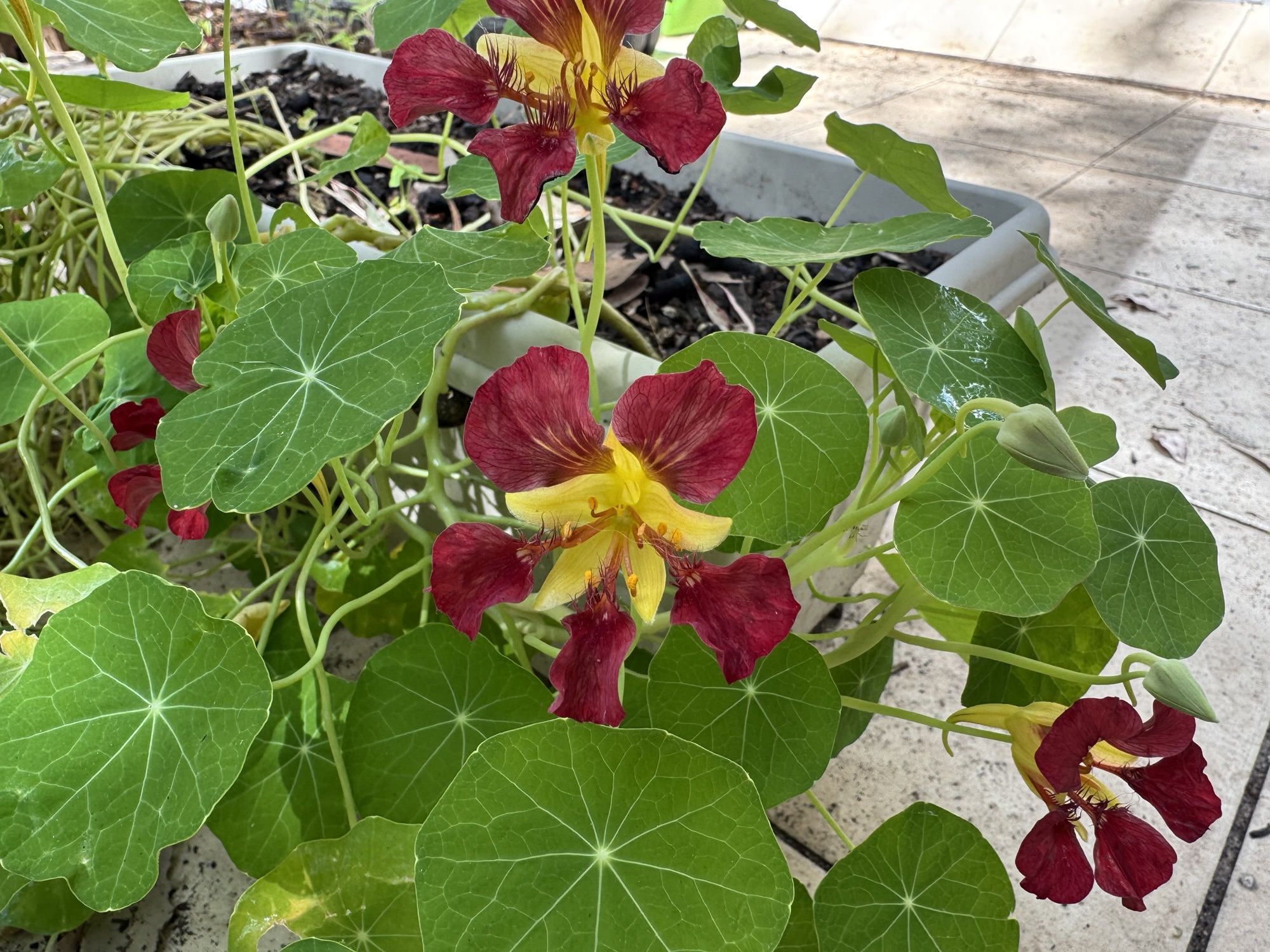 Spring gardening in the first week of October