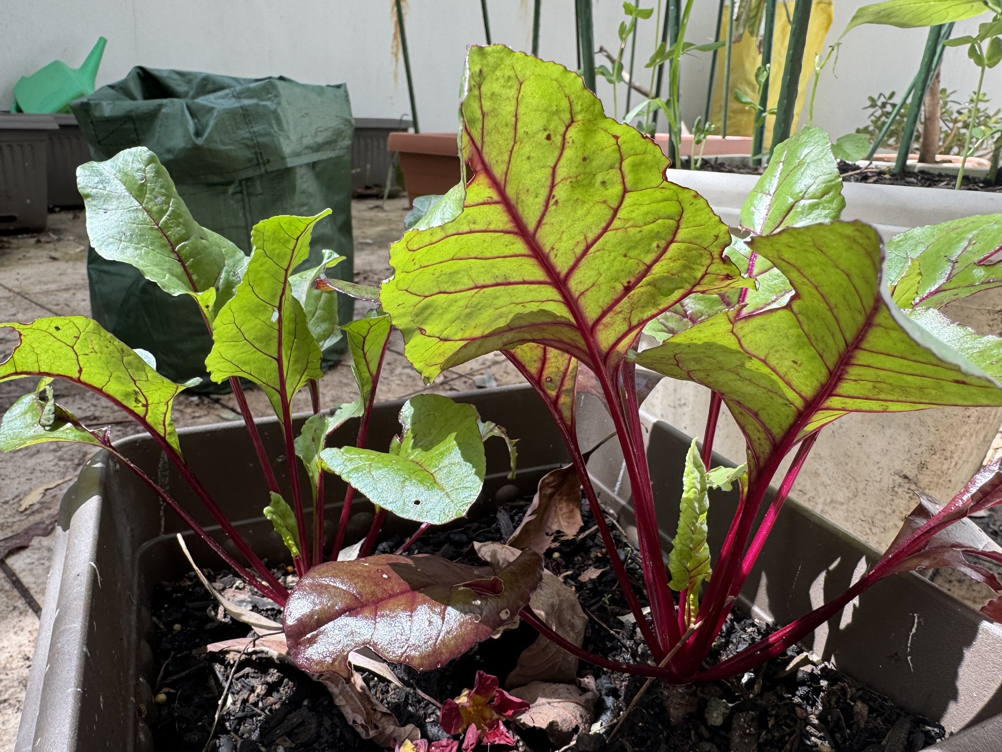 A little excited over growth in my garden