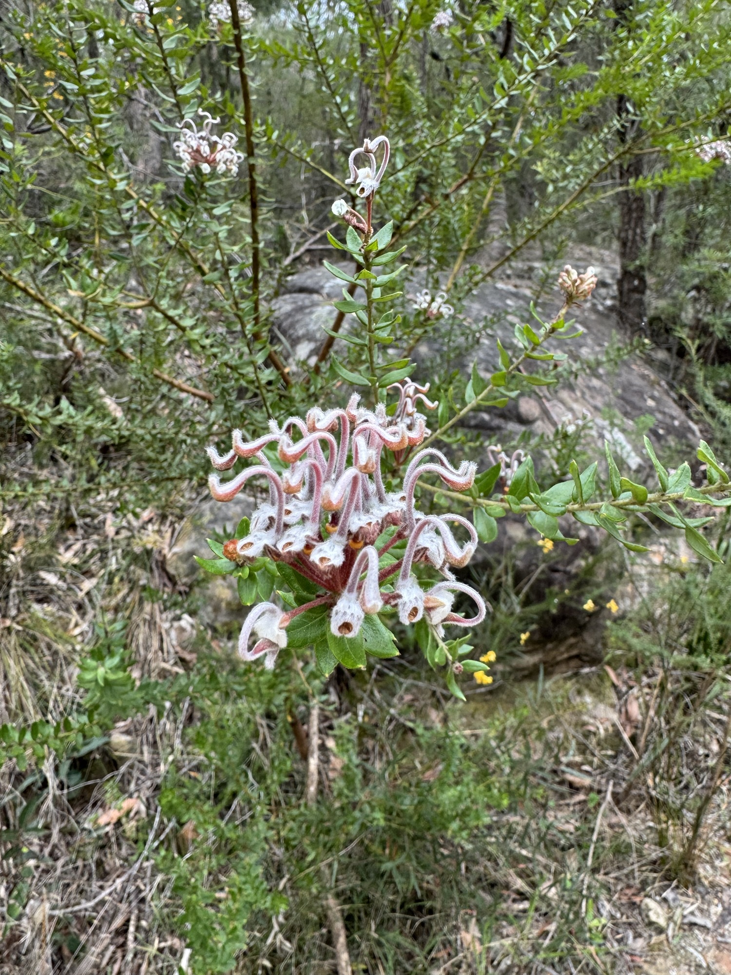Grey spider flower-Grevillea buxifolia