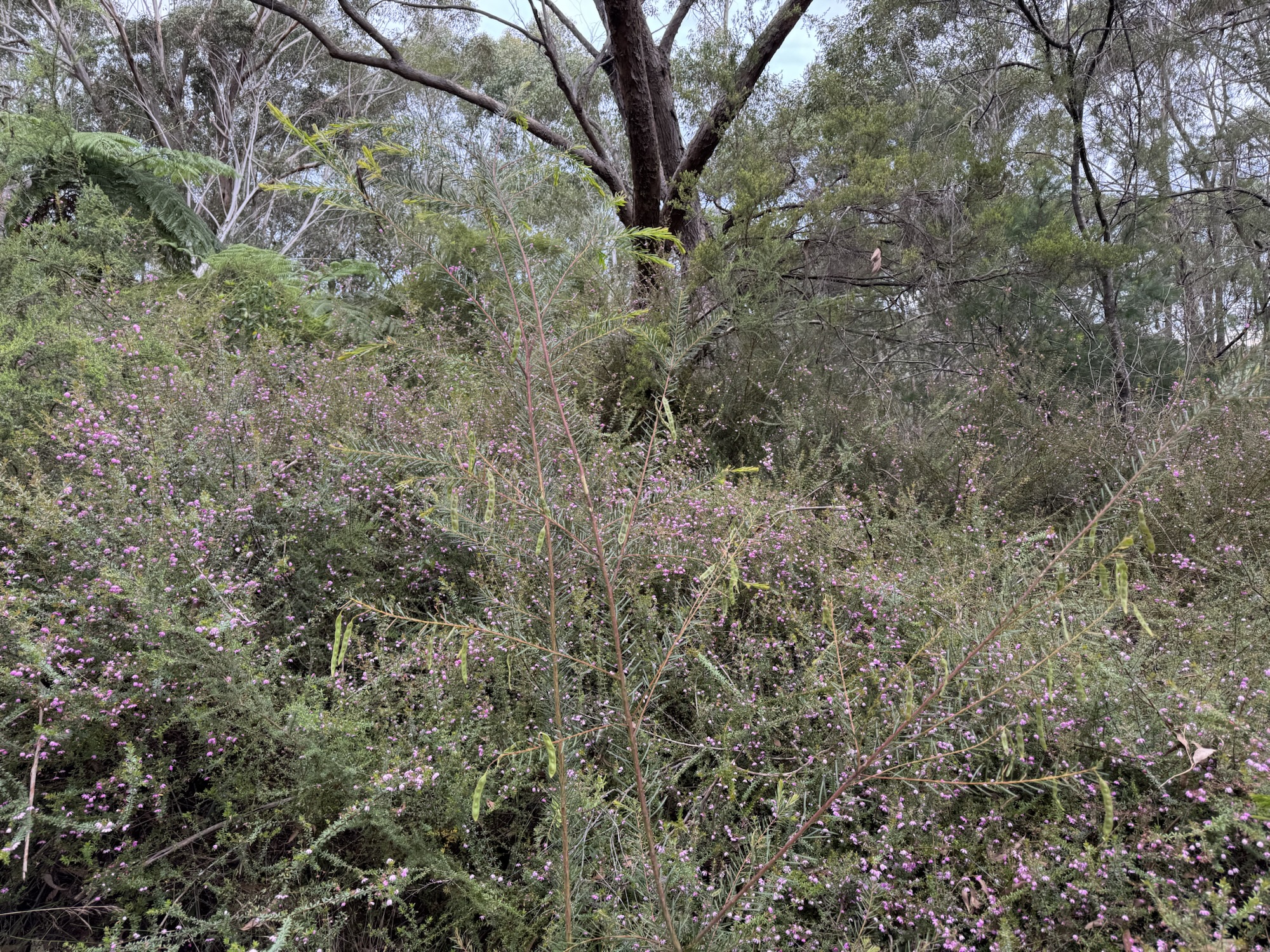 River rose-Bauera rubioides