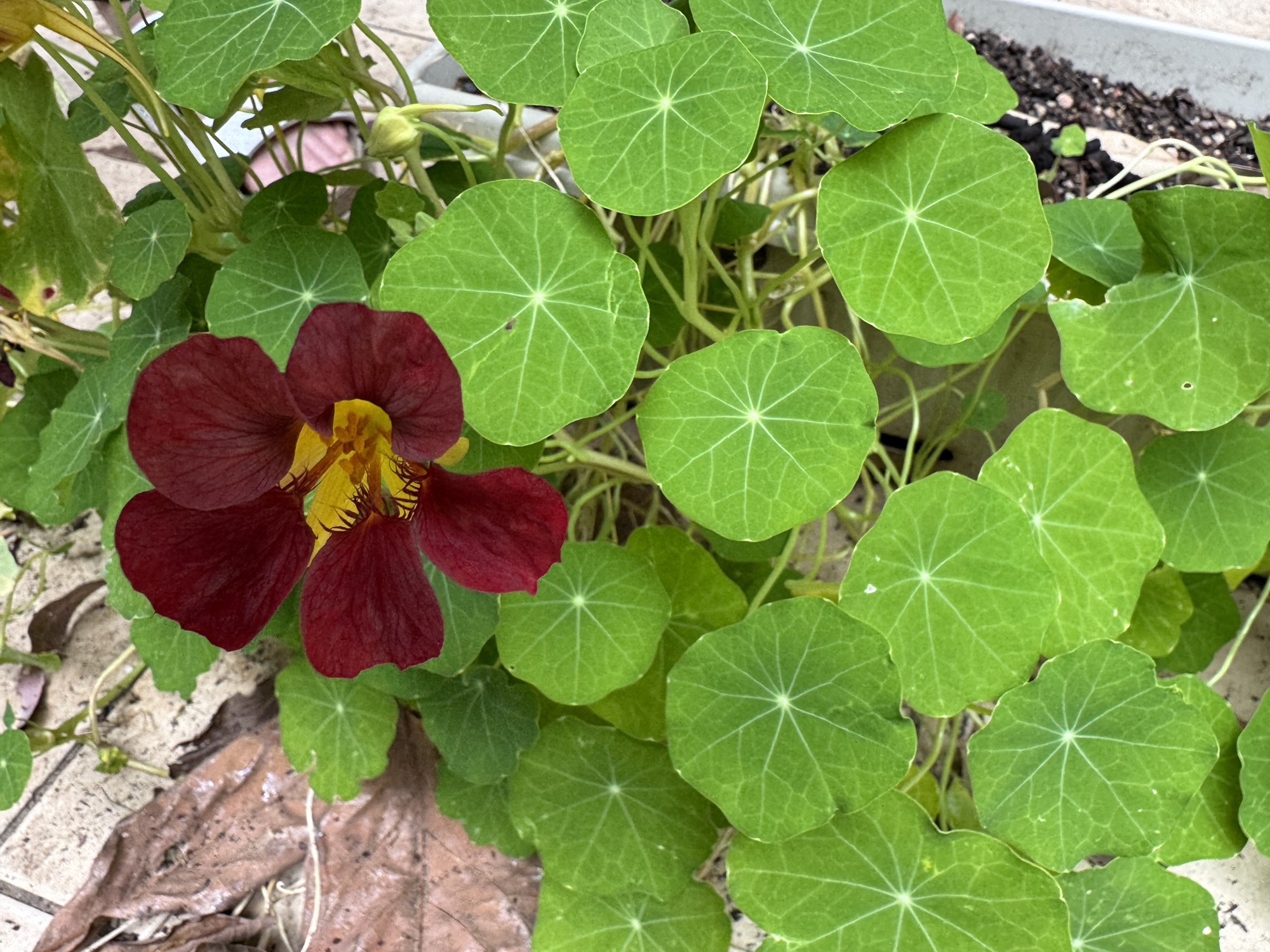 Potting up and sunny weather in the garden