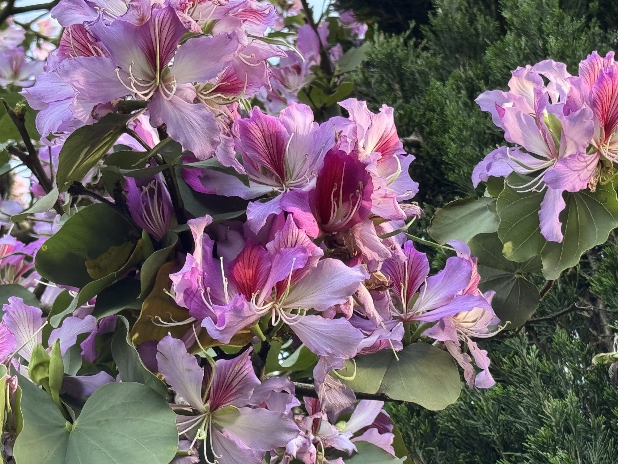 Looking at gardening history