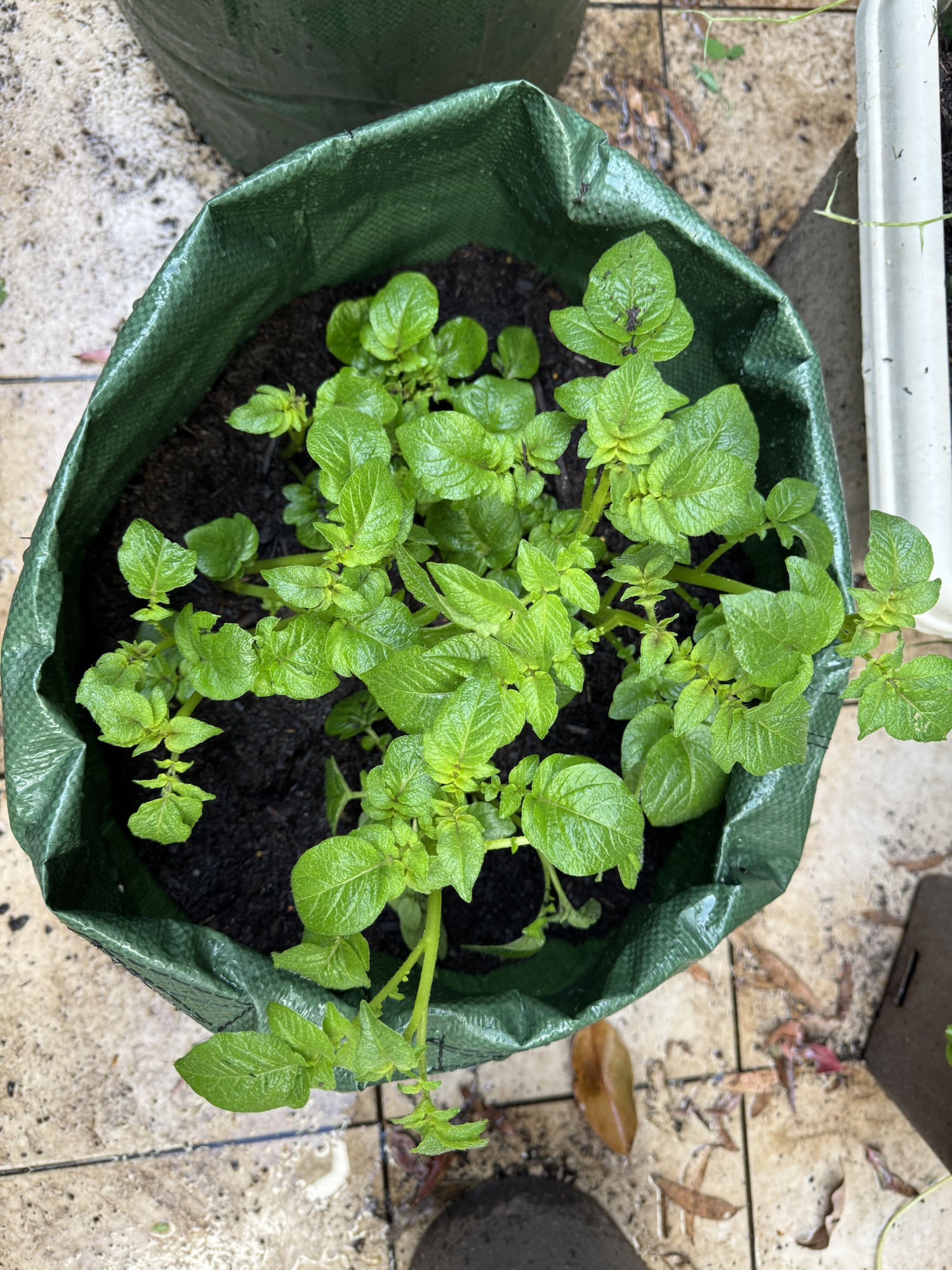 A busy weekend of gardening