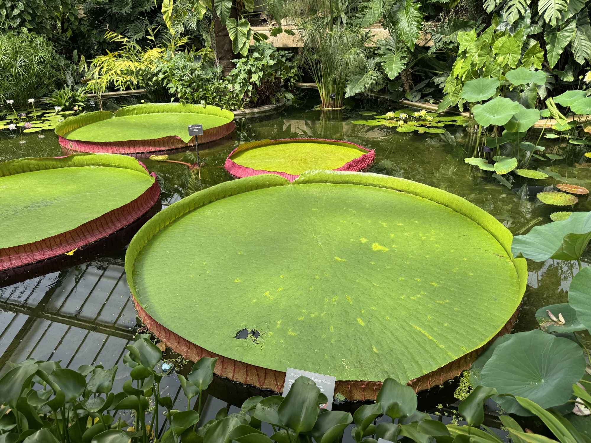 Bolivian waterlily-Victoria boliviana