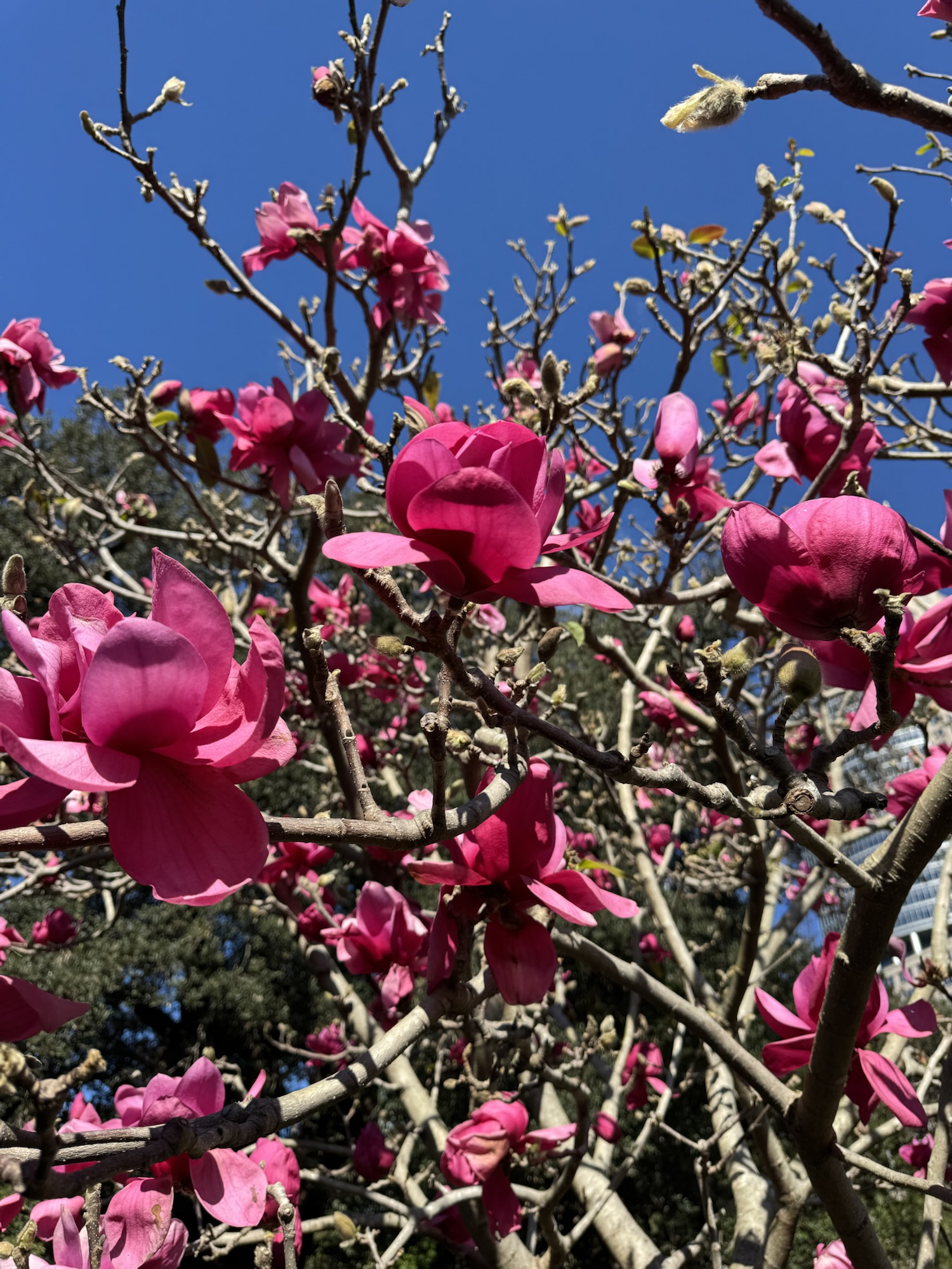 Magnolia ‘Vulcan’
